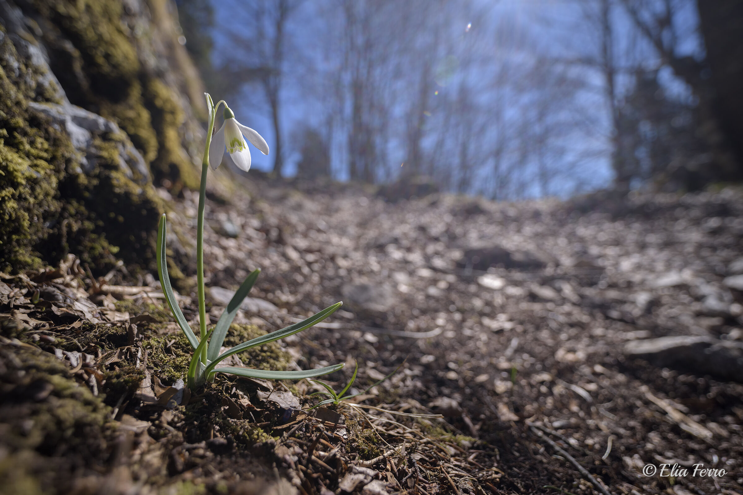 Spring at altitude..