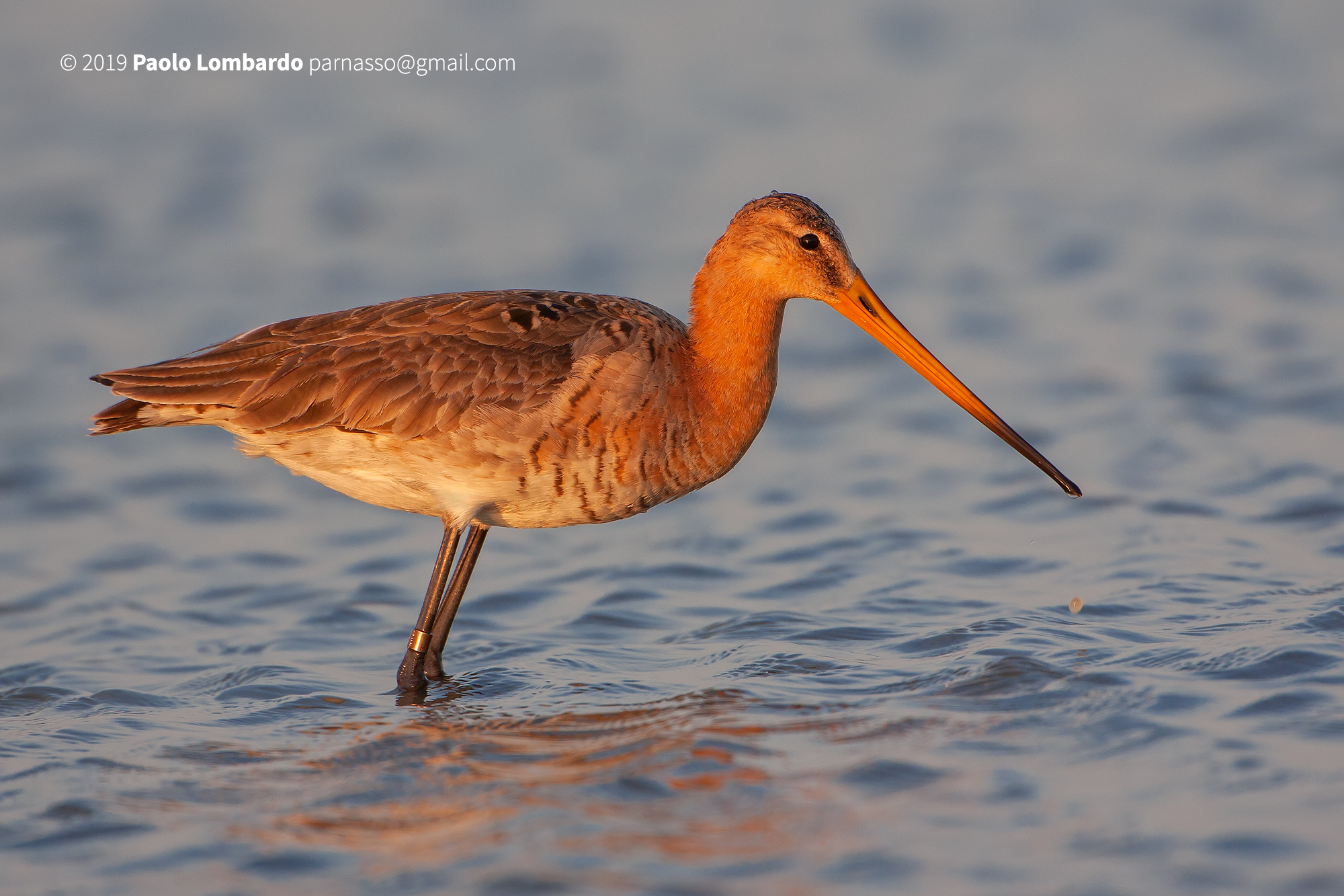 Limosa Limosa-Black-tailed Godwit-Pittima reale