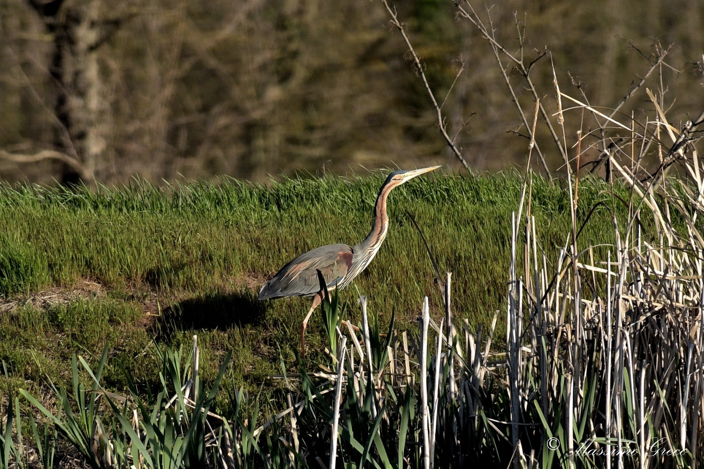 Red Heron
