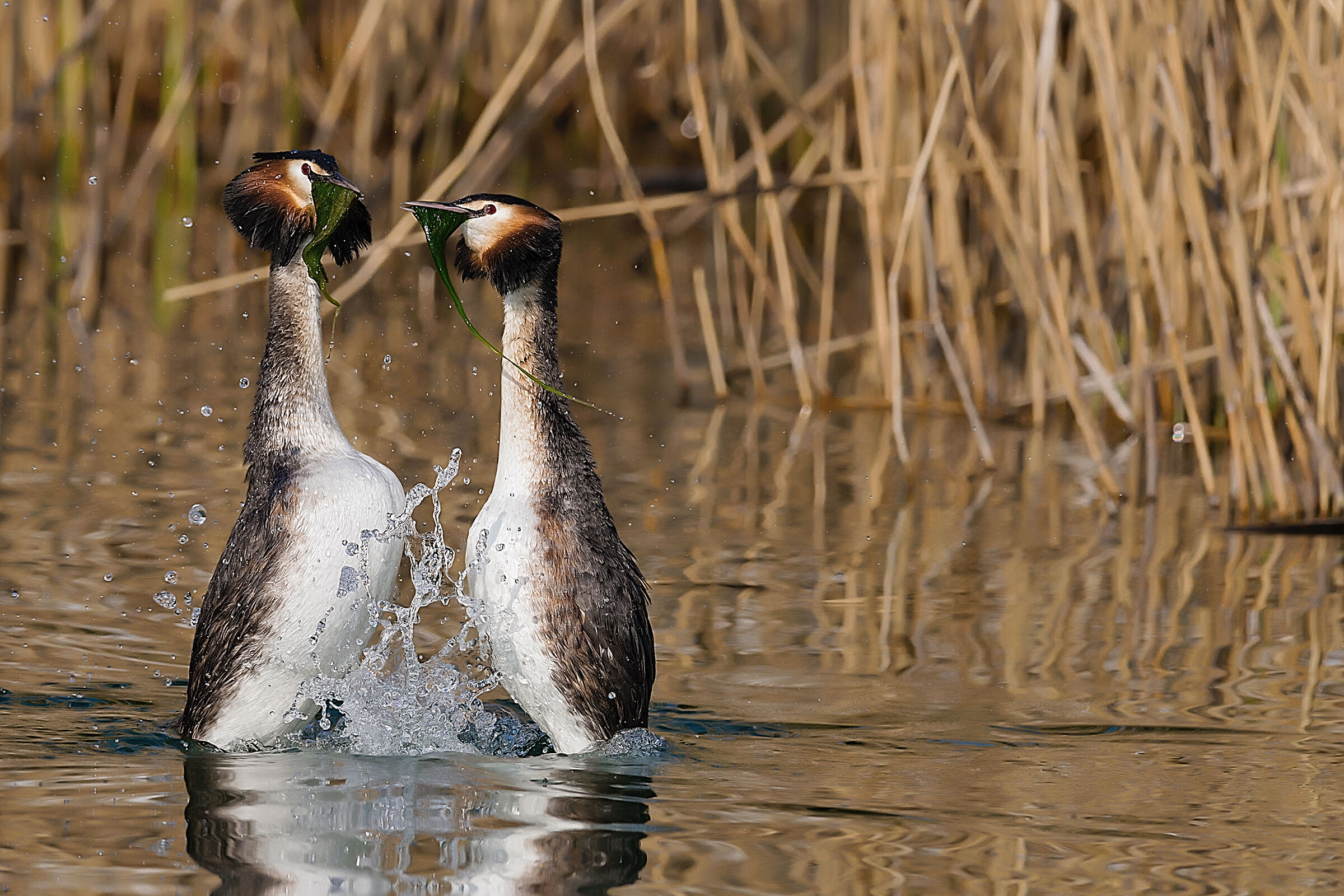 Penguin or Herb Dance