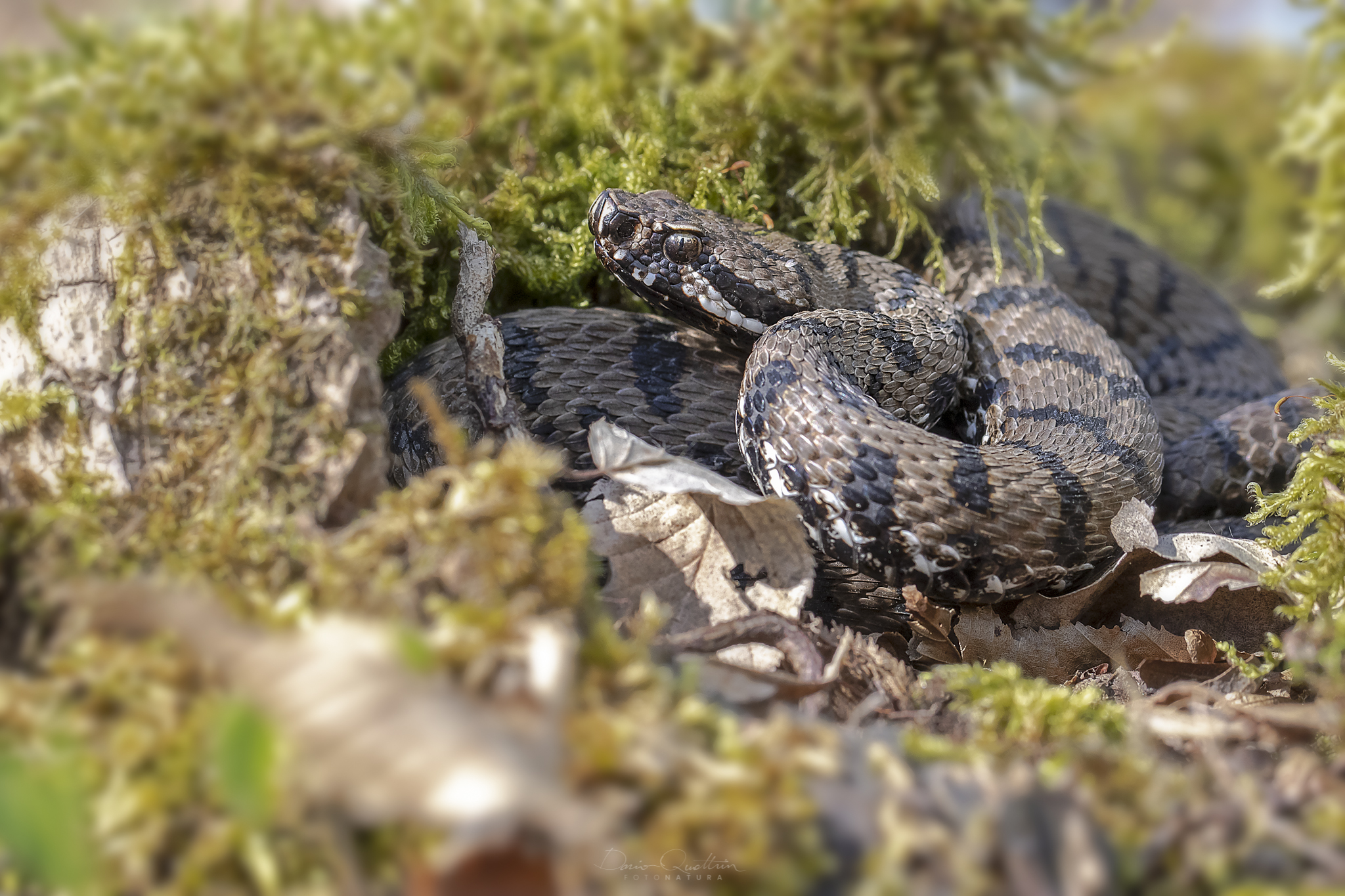 vipera aspis francisciredi