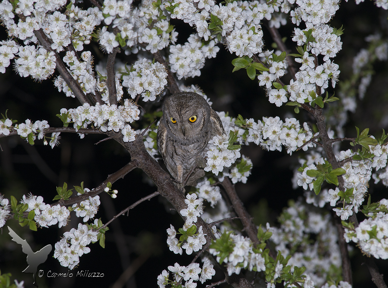 Assiolo a primavera _ Otus scops _
