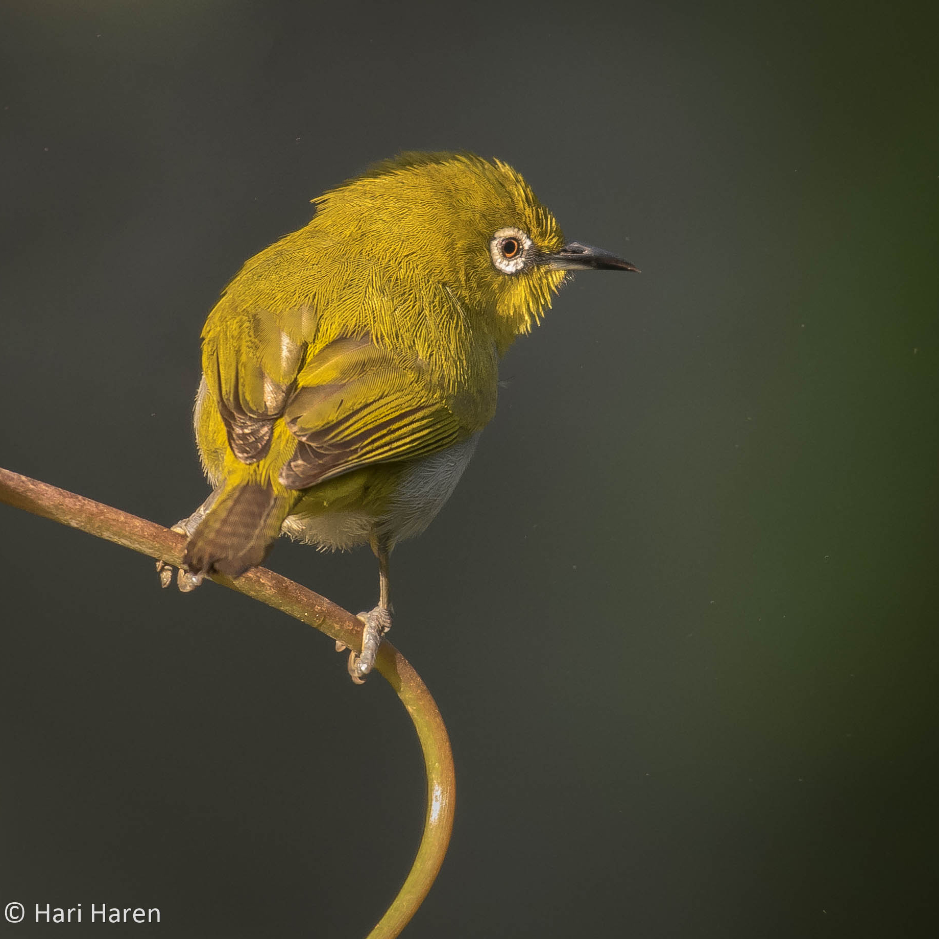 Oriental white eye