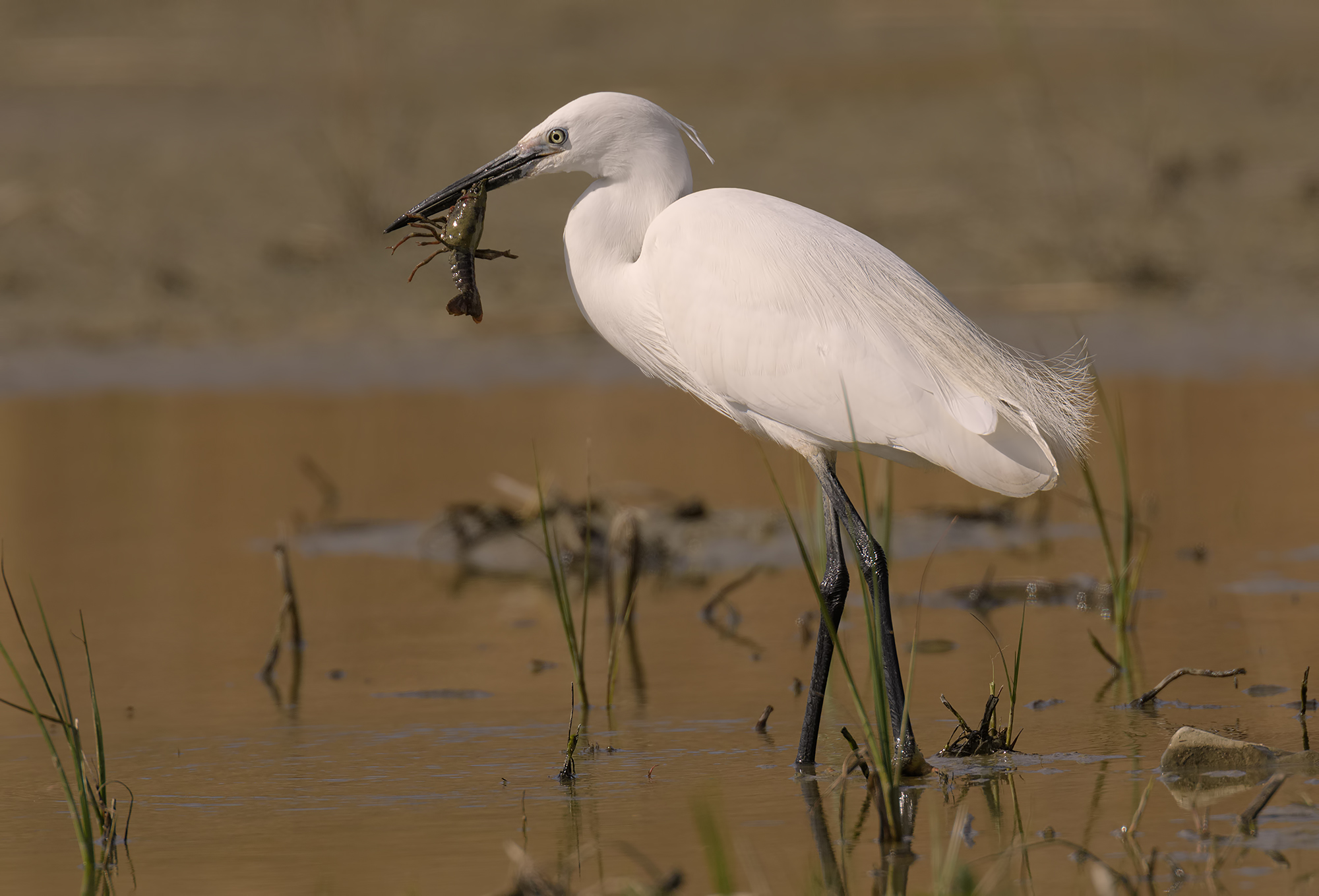 Garzetta-Oasis Lake Port