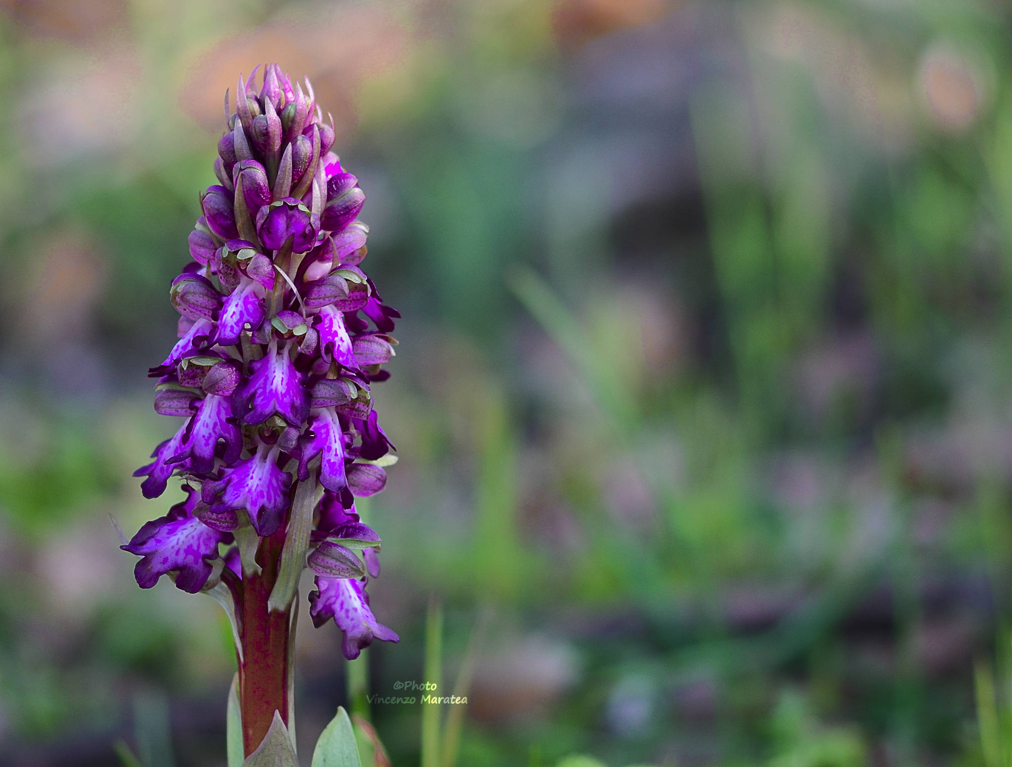 Himantoglossum robertianum (Barlia robertiana)