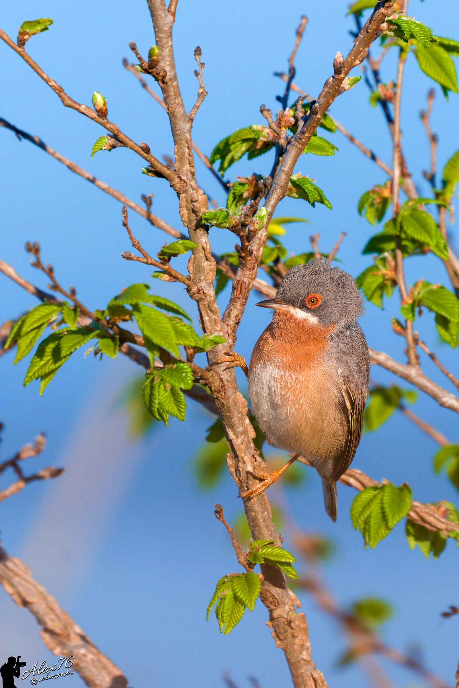 Sardinian Warbler