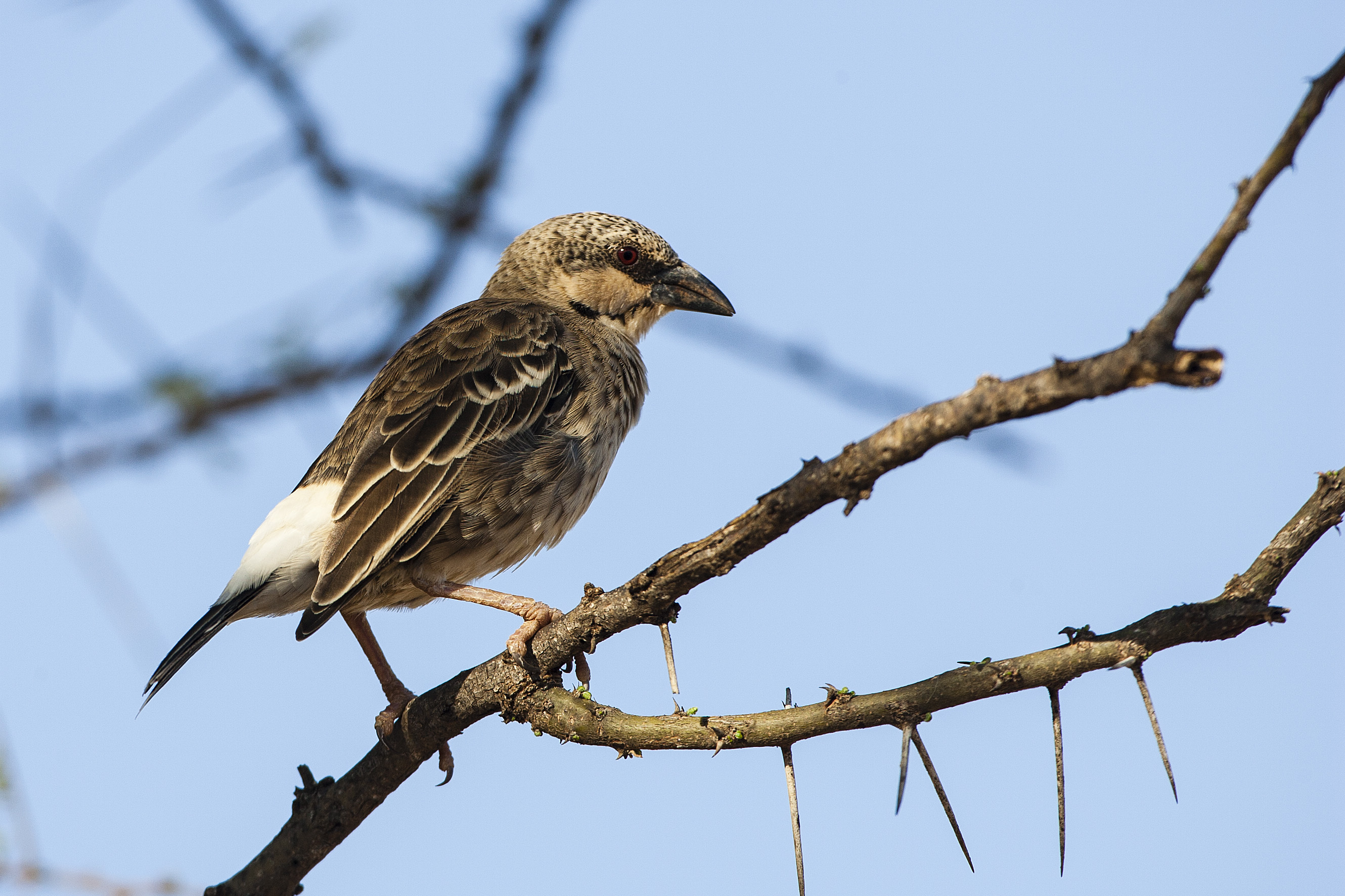 Donaldson-Smith's sparrow-weaver