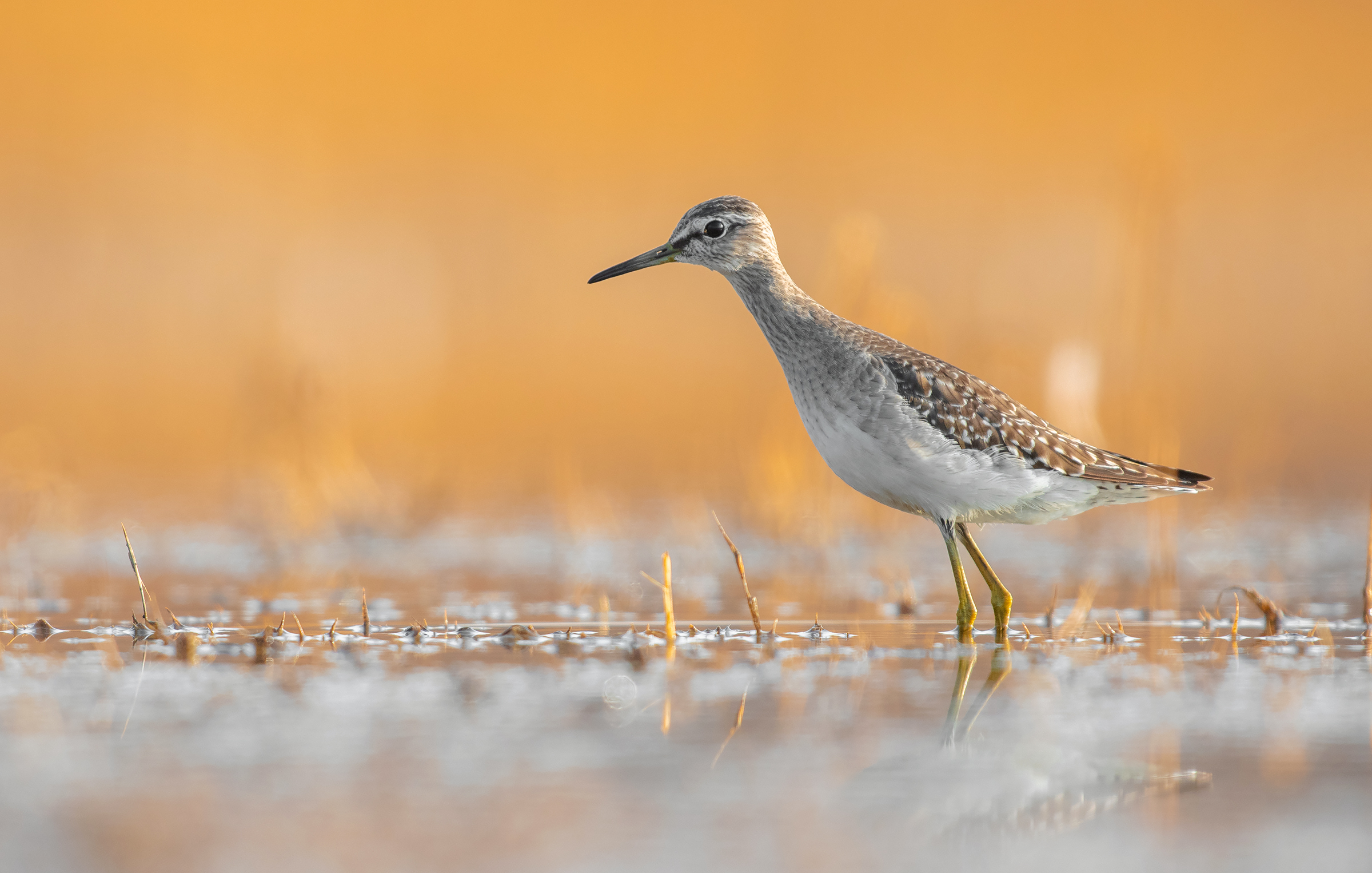 palude Sandpiper