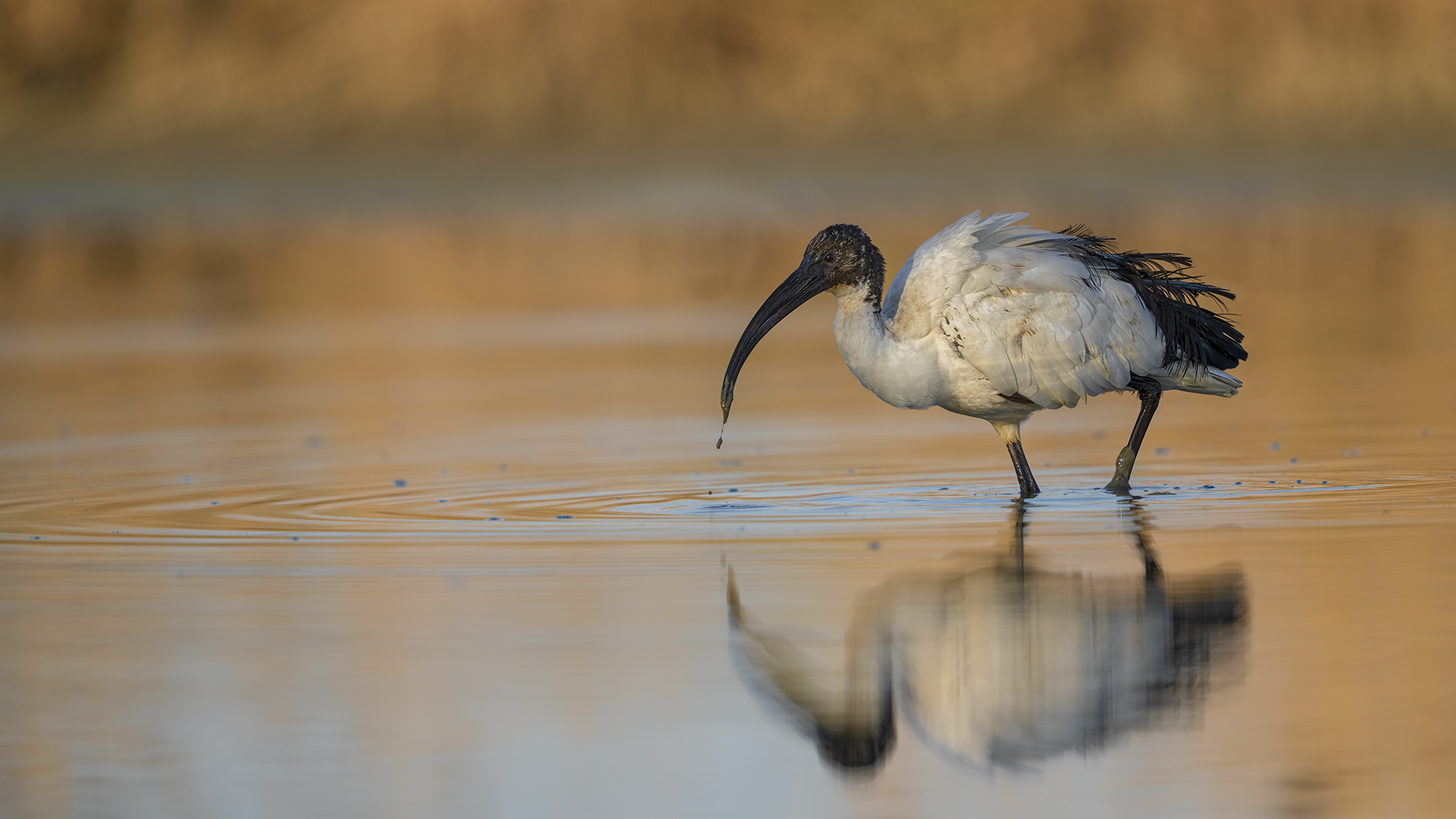 Sacred Ibis Prime Lights