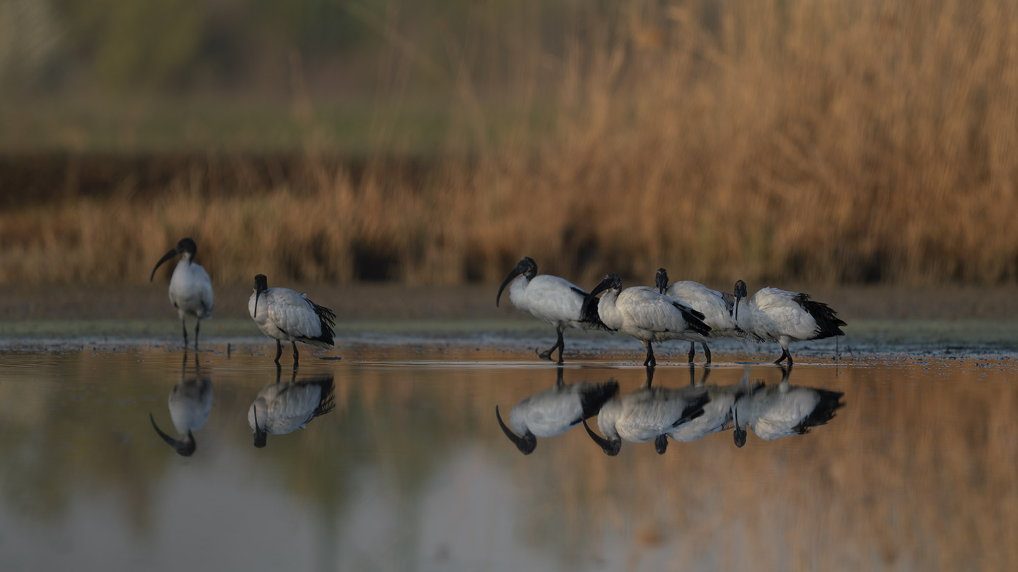 Ibis in the valley at first lights