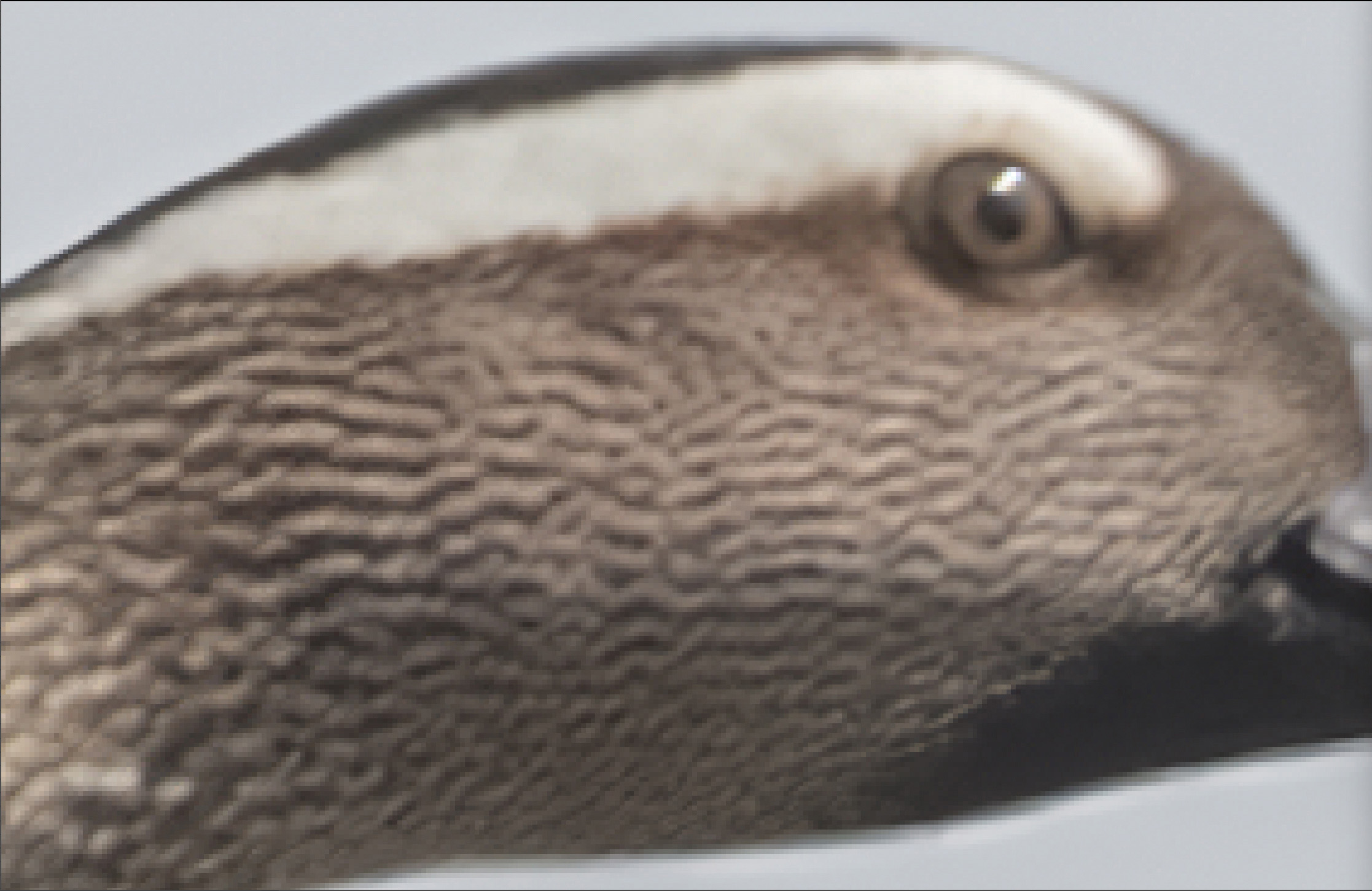 File processed by A.I. Gigapixel