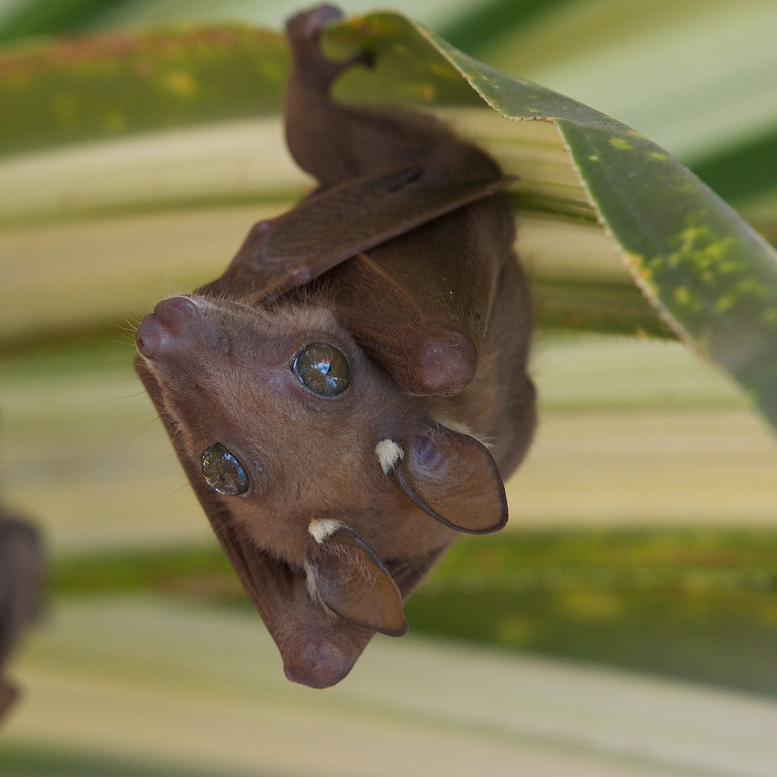 Epauletted Fruit Bat - Mombasa (Kenya)