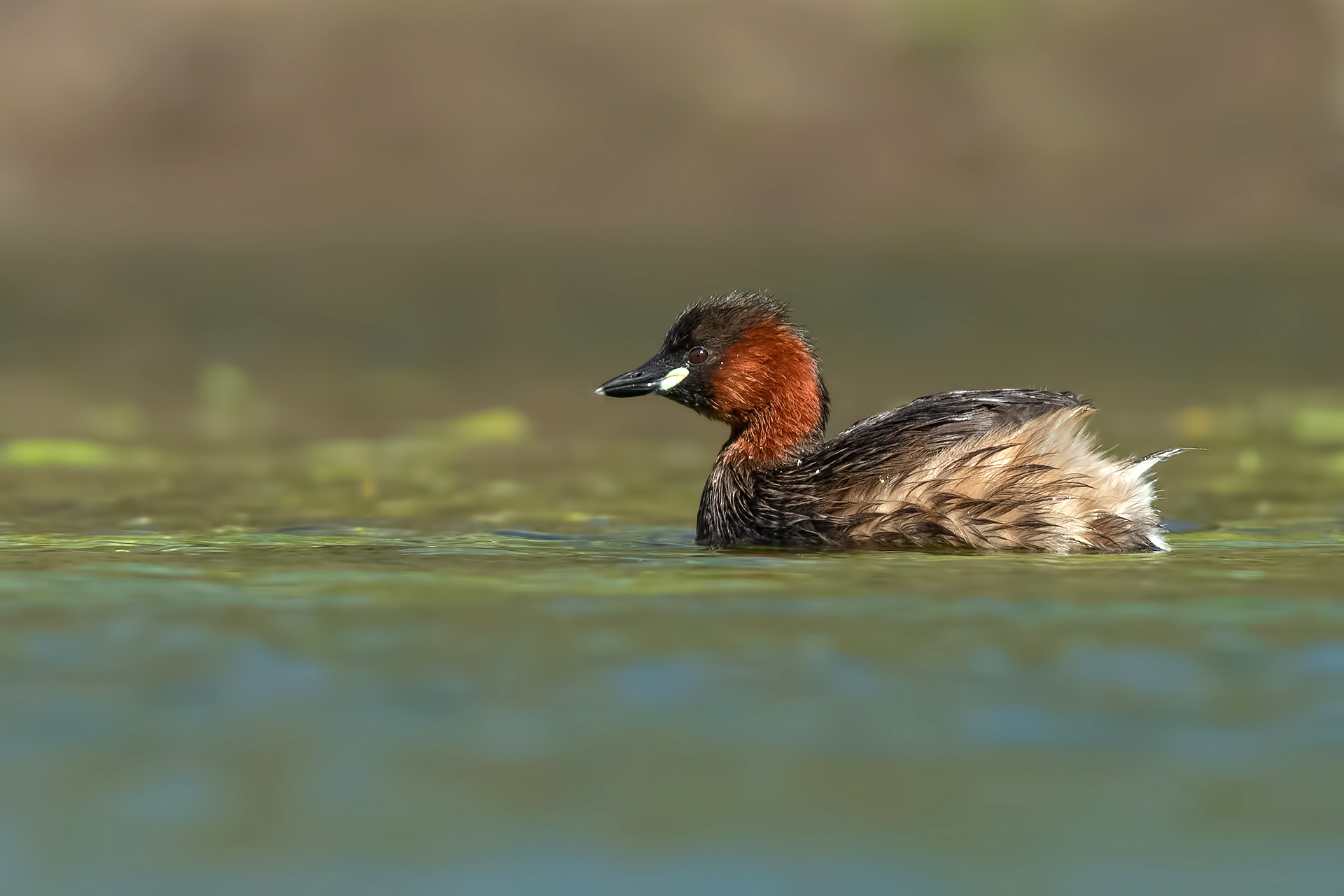 . Little Grebe