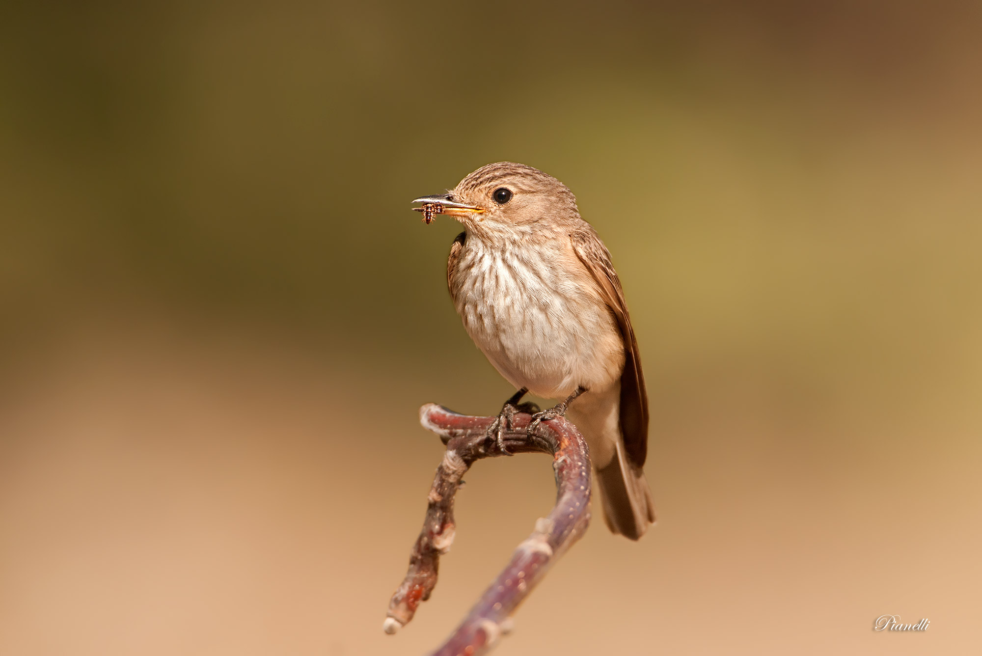 Flycatcher