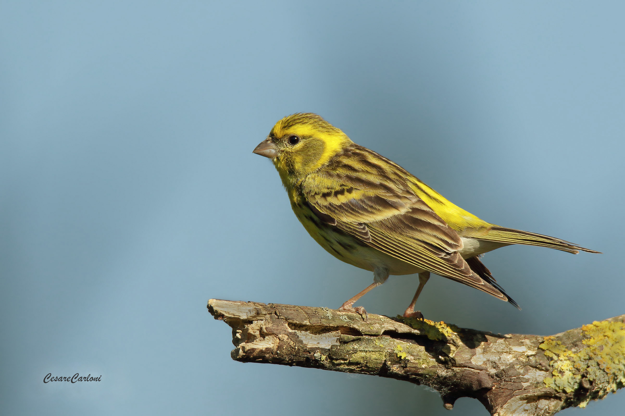 Serin (Serinus serinus)