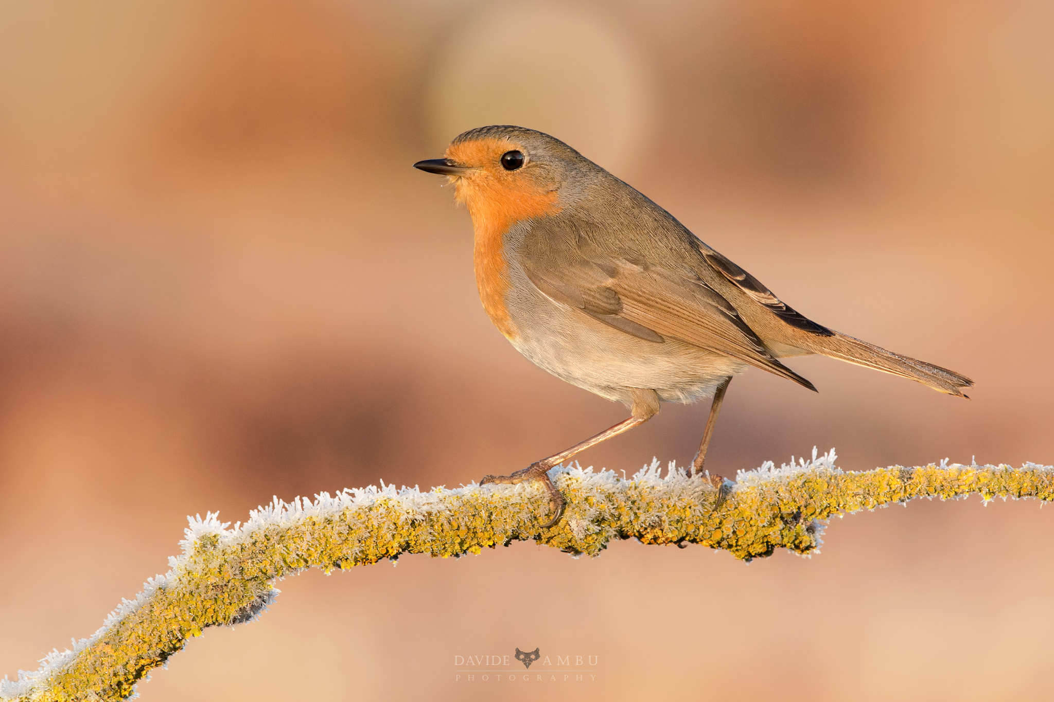 Robin