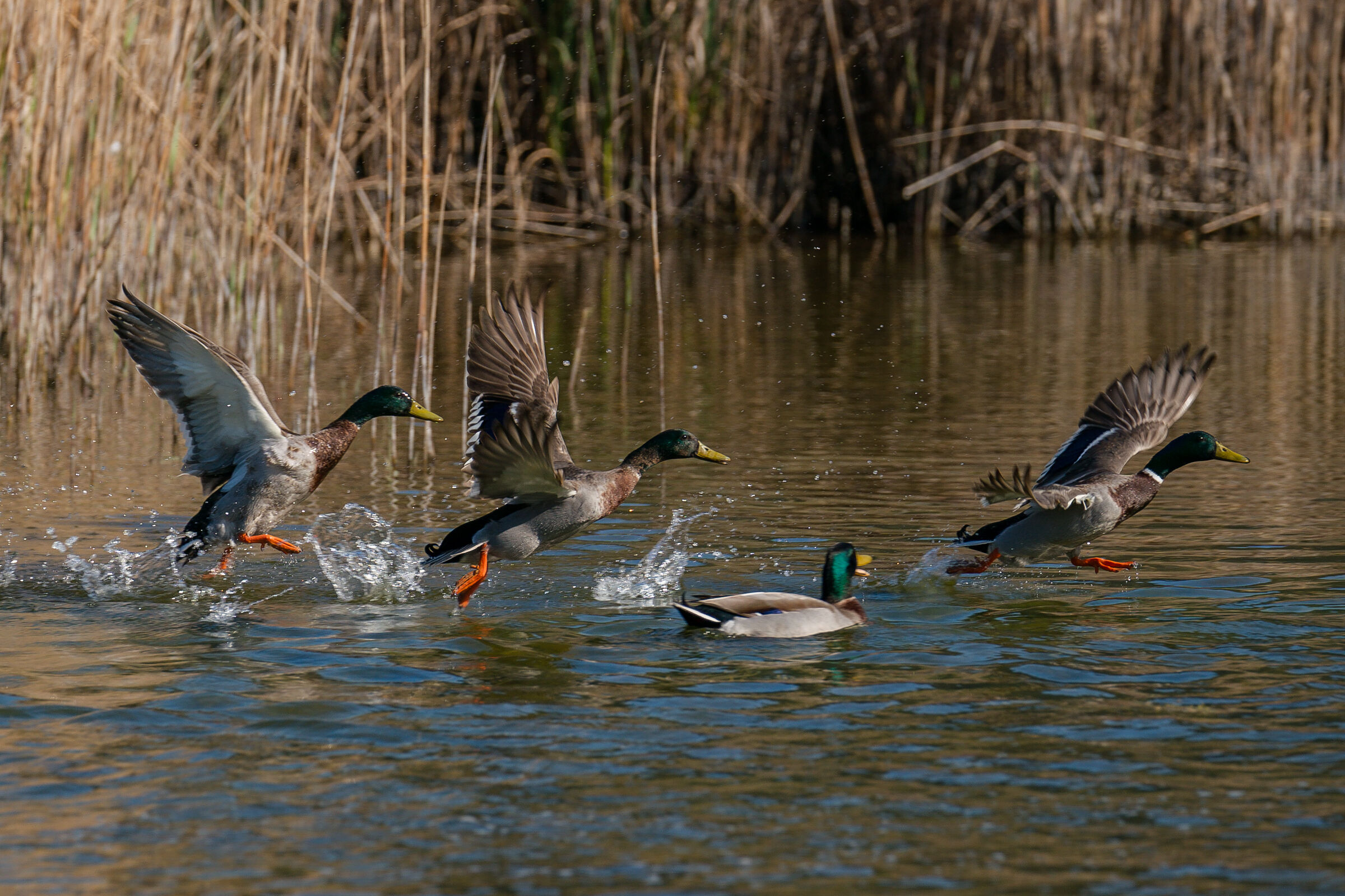 Prendetemi se riuscite!