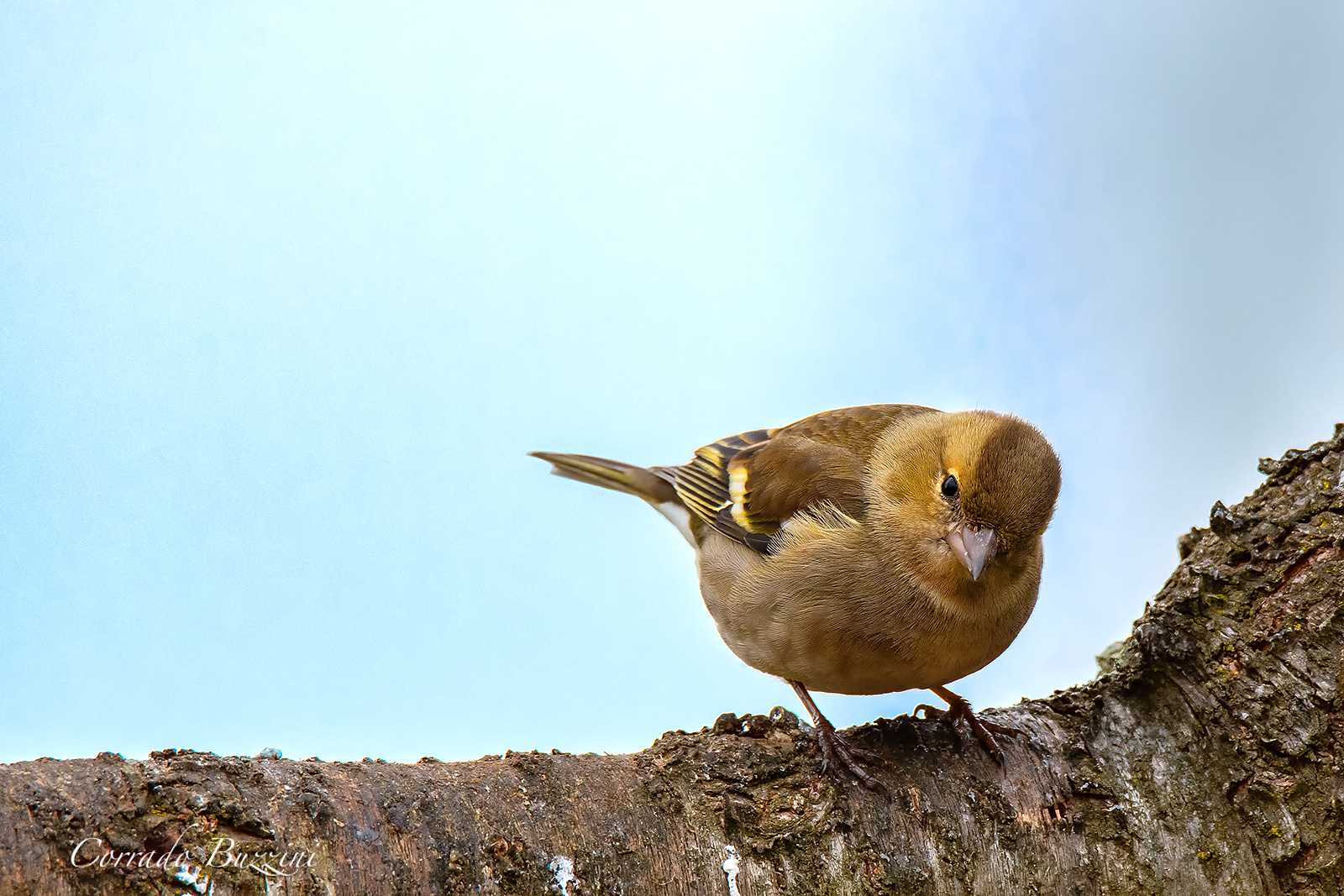 Chaffinch