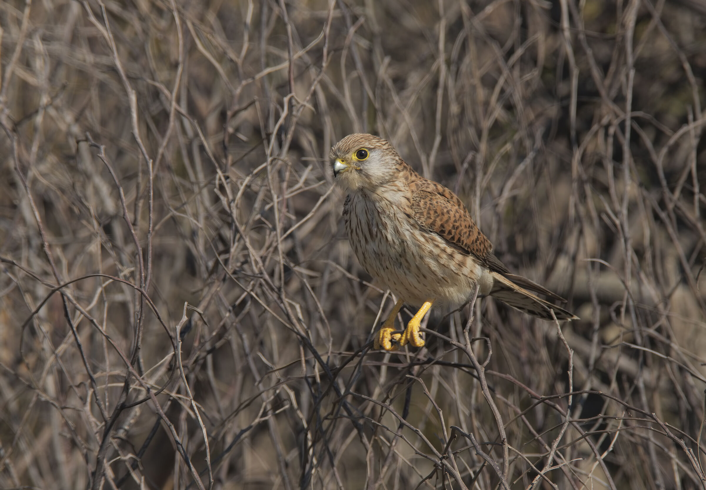 Kestrel (Falco tinnunculus)