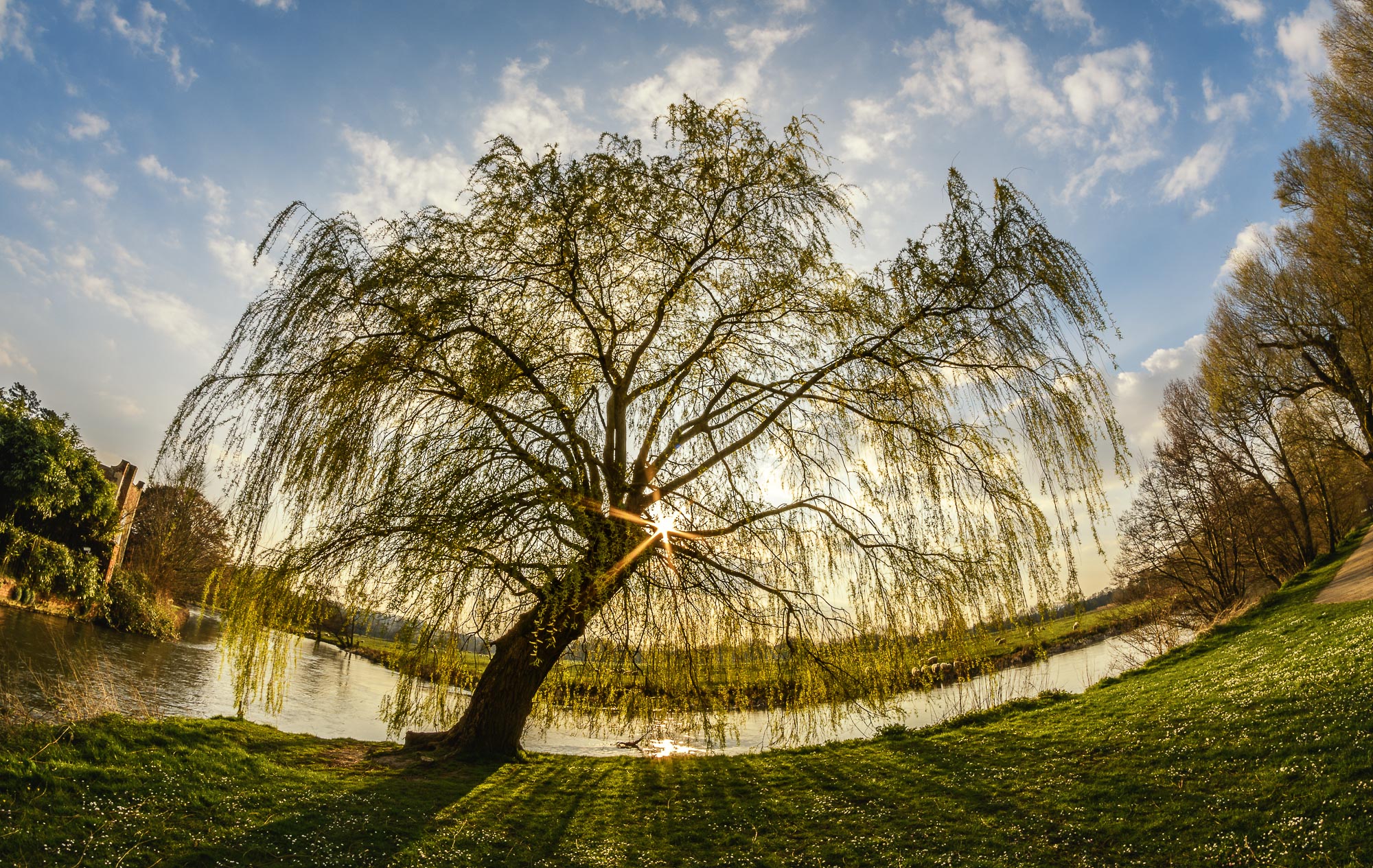 I recognised this tree.....