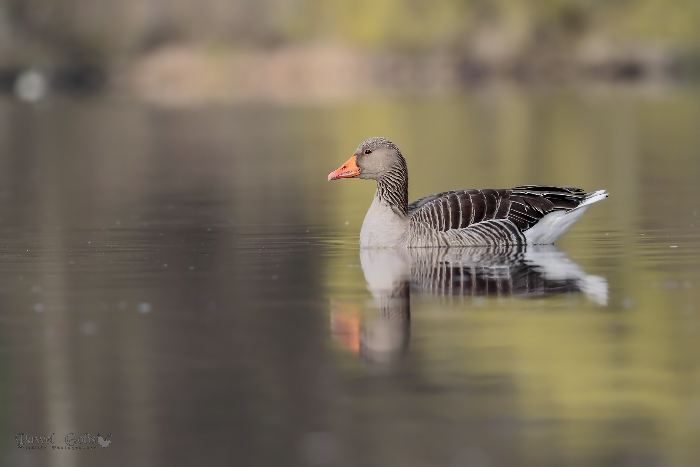 Oca greylag (Anser anser)