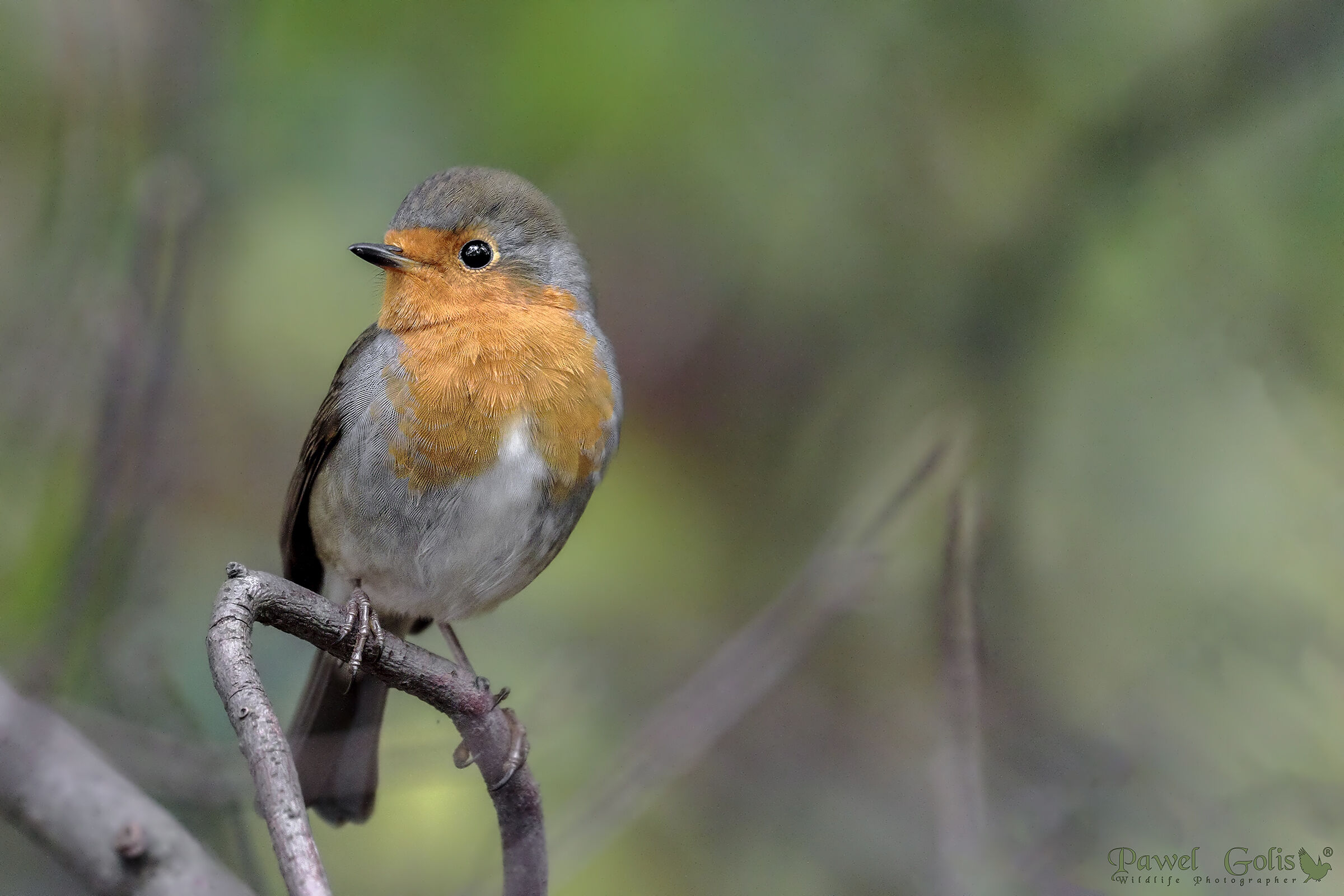 Pettirosso europeo (Erithacus rubecula)