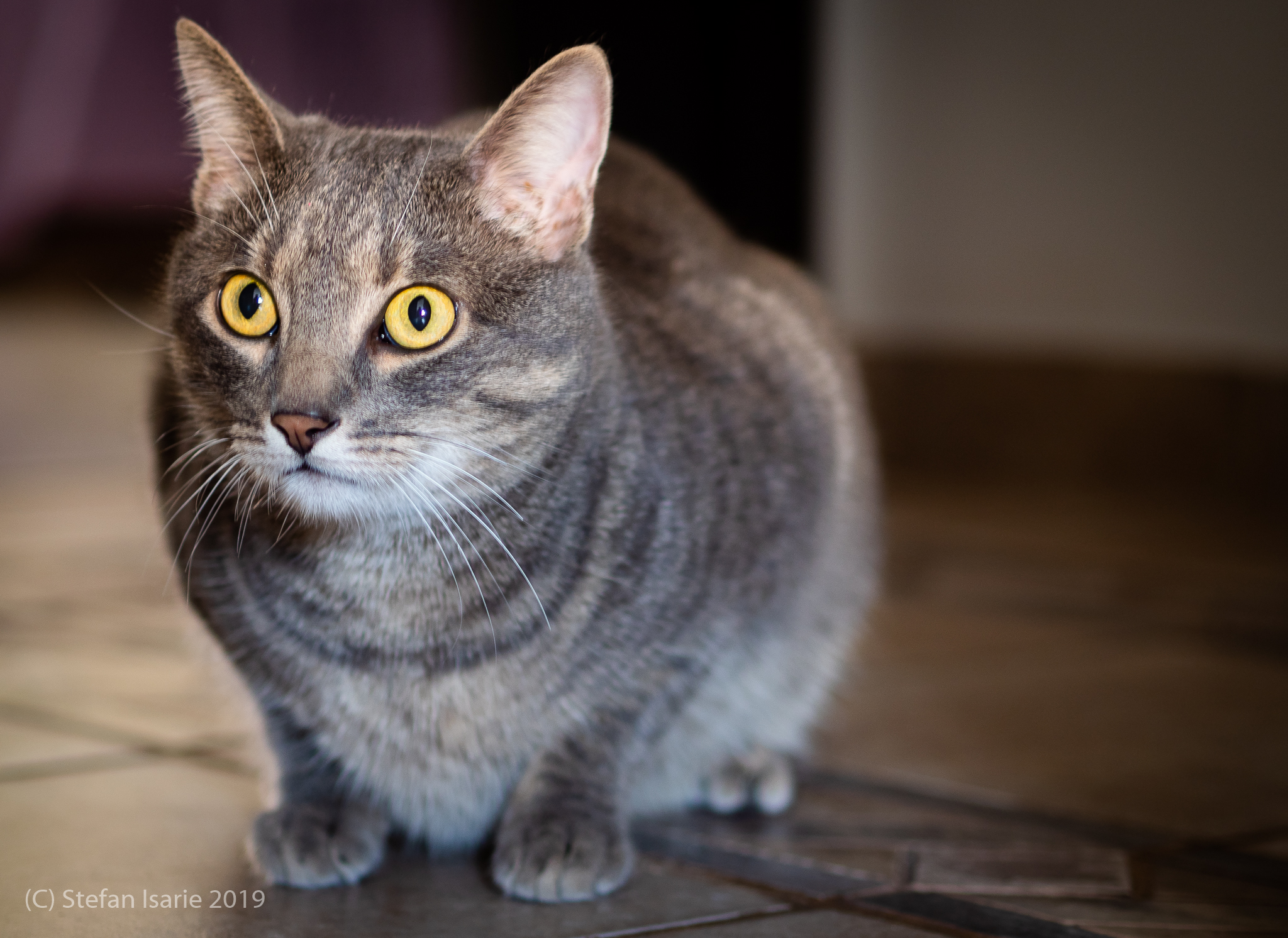 Il gatto senza gambe