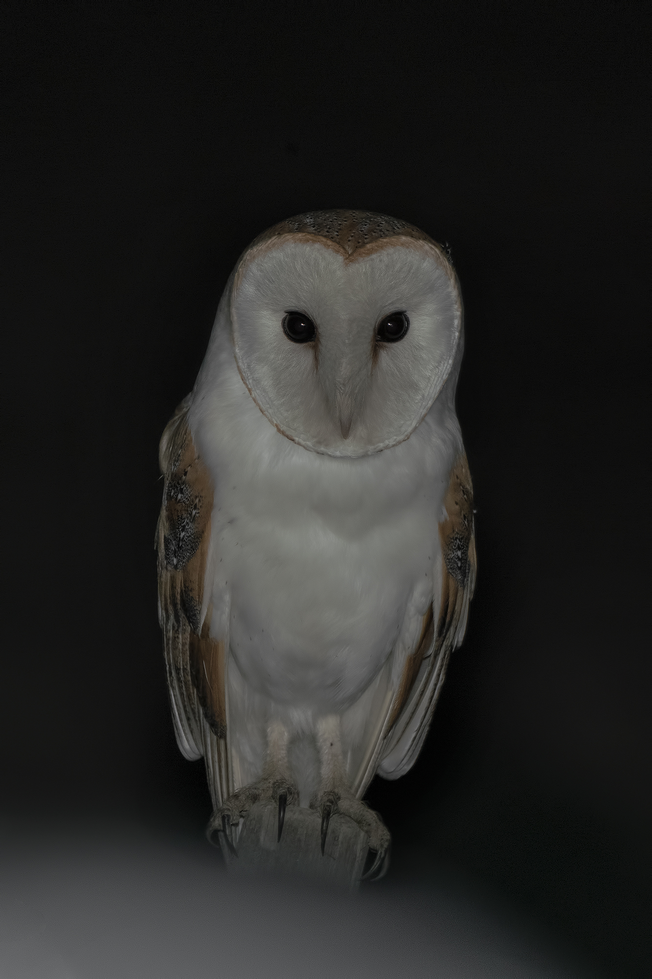 barbagianni barn owl
