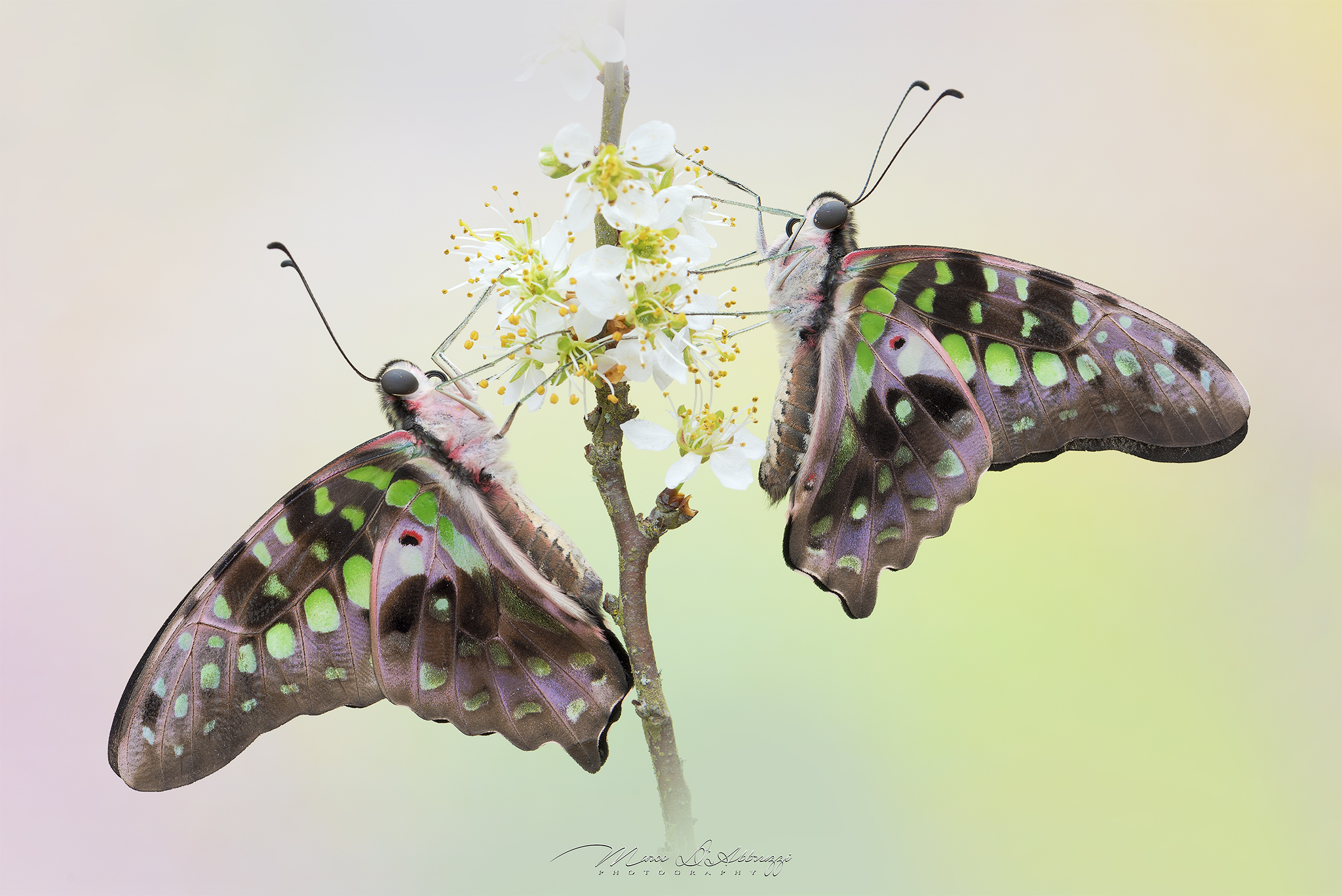 Graphium Agamemnon Twins