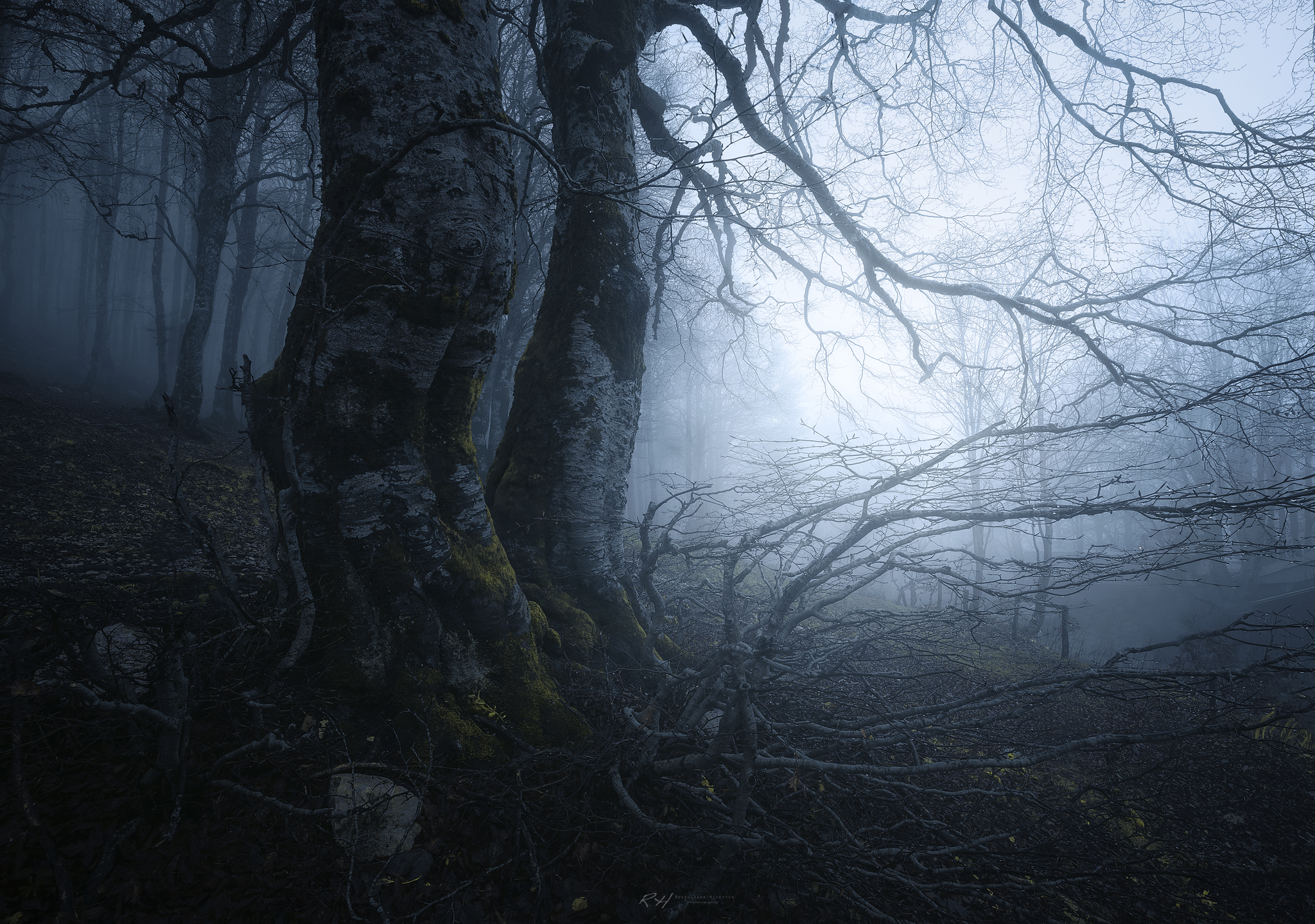 “Gloomy forest friends”