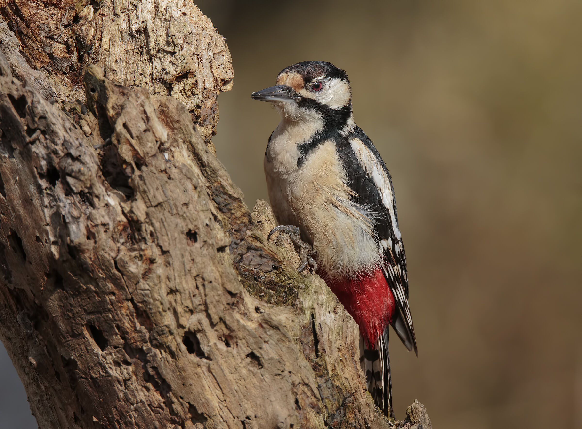 Picchio Rosso Maggiore (F)