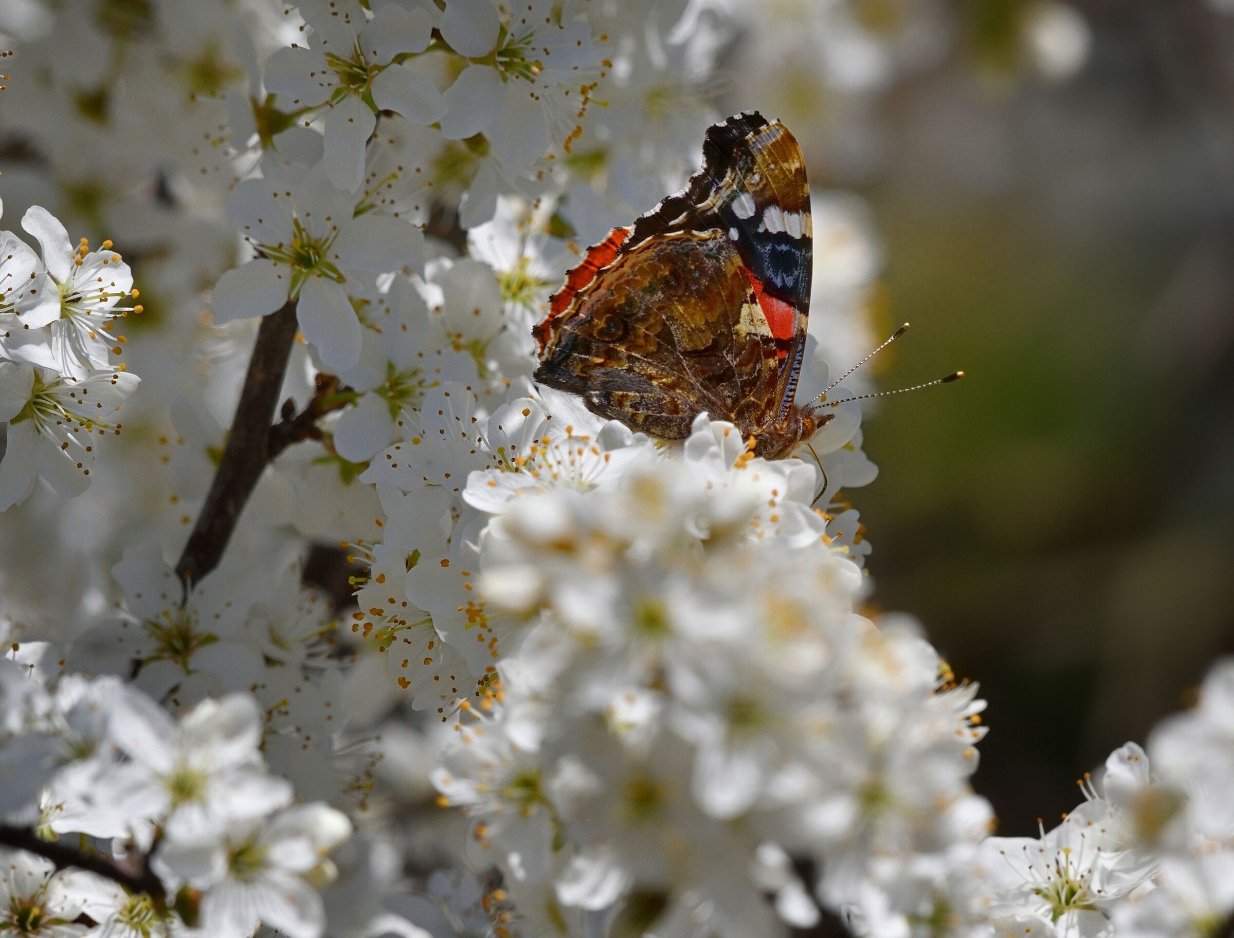 Vanessa among the flowers...