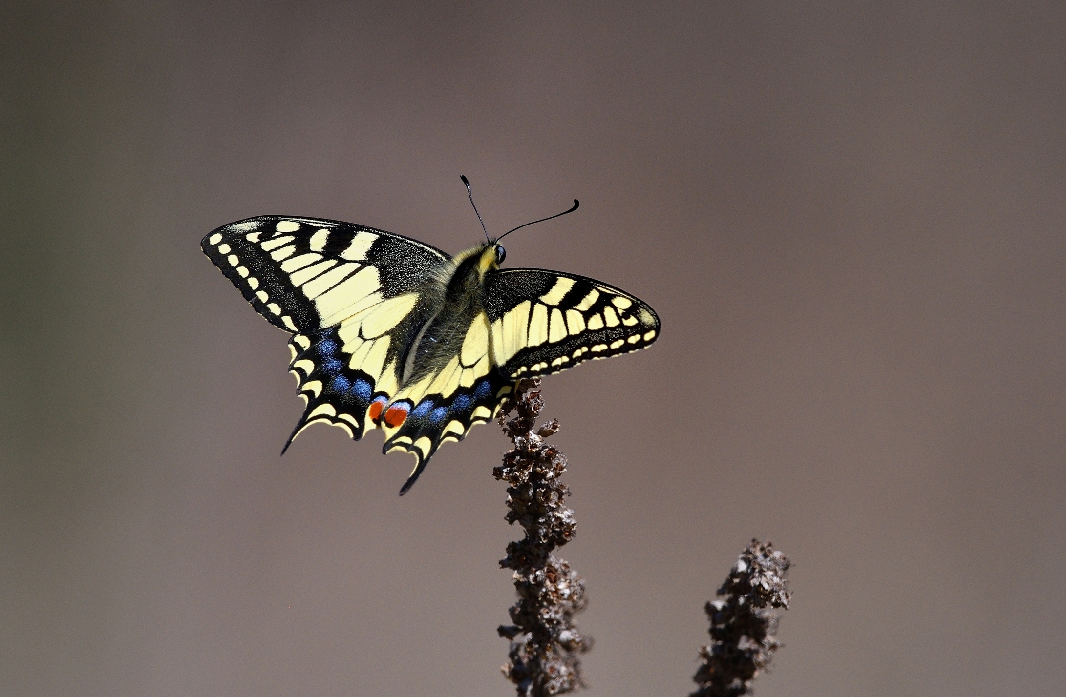 The first Macaone of the year...