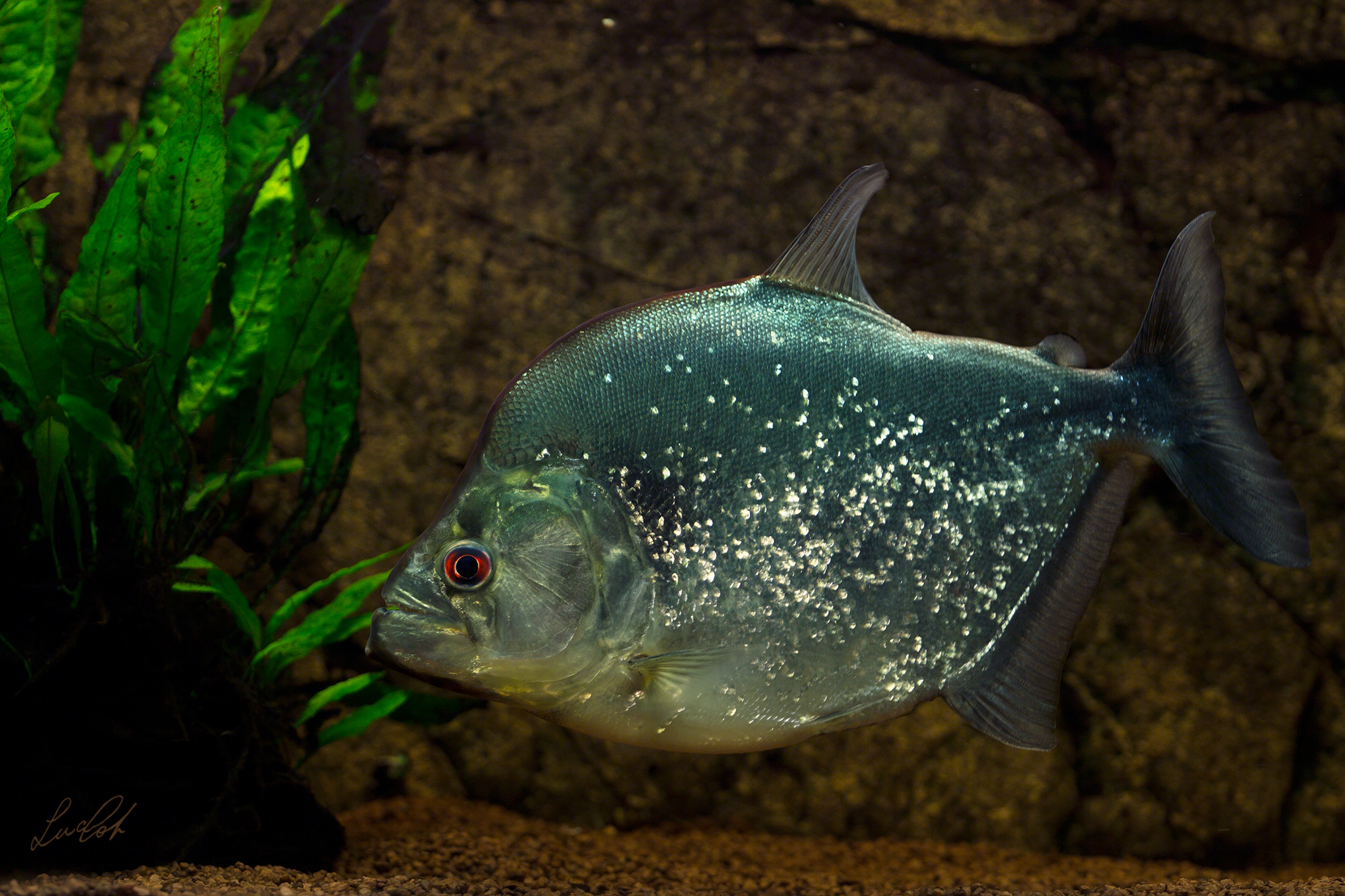 Piranha Serrasalmus Geryi ...