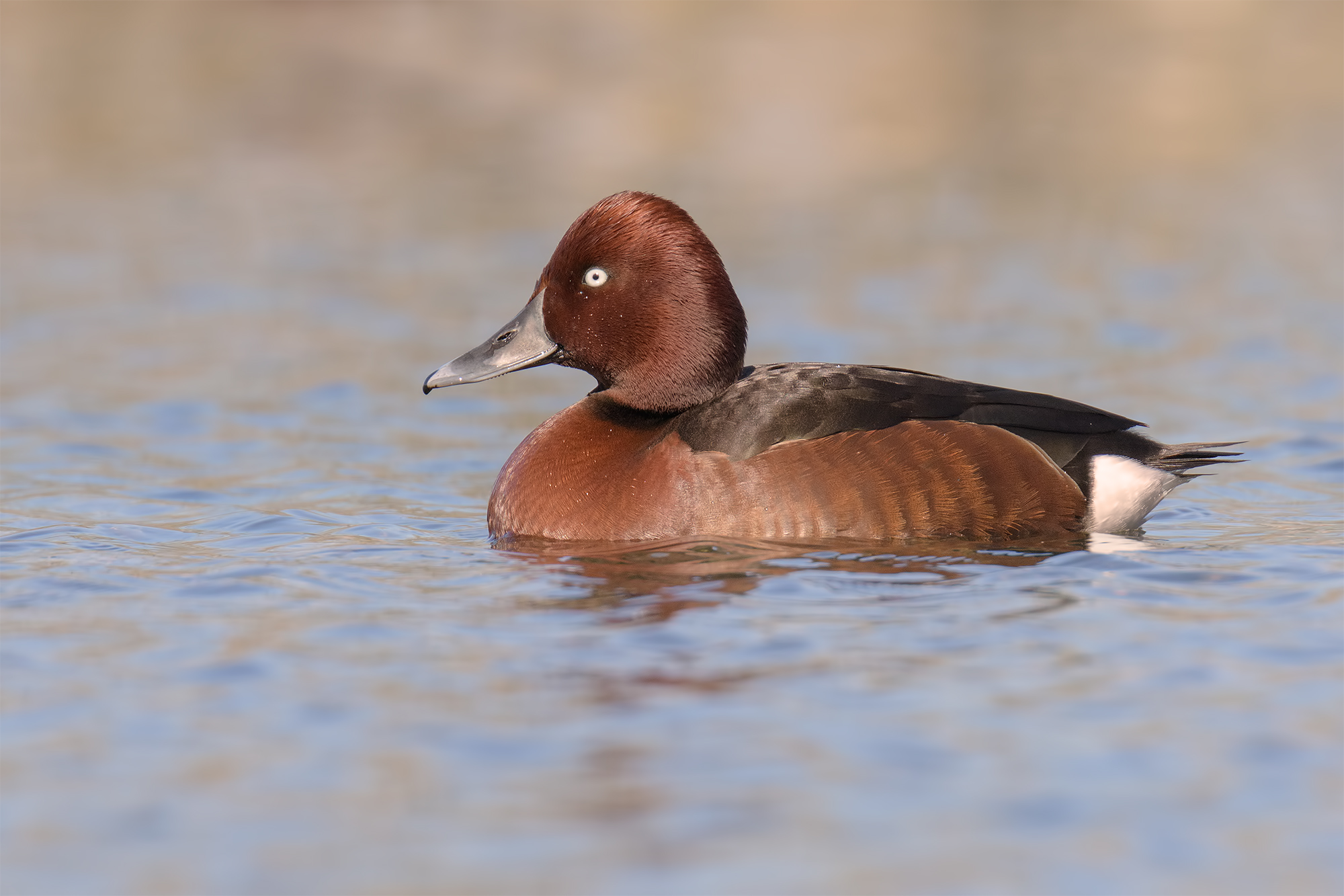 Moretta Tabaccata Male-Oasis Lake Port