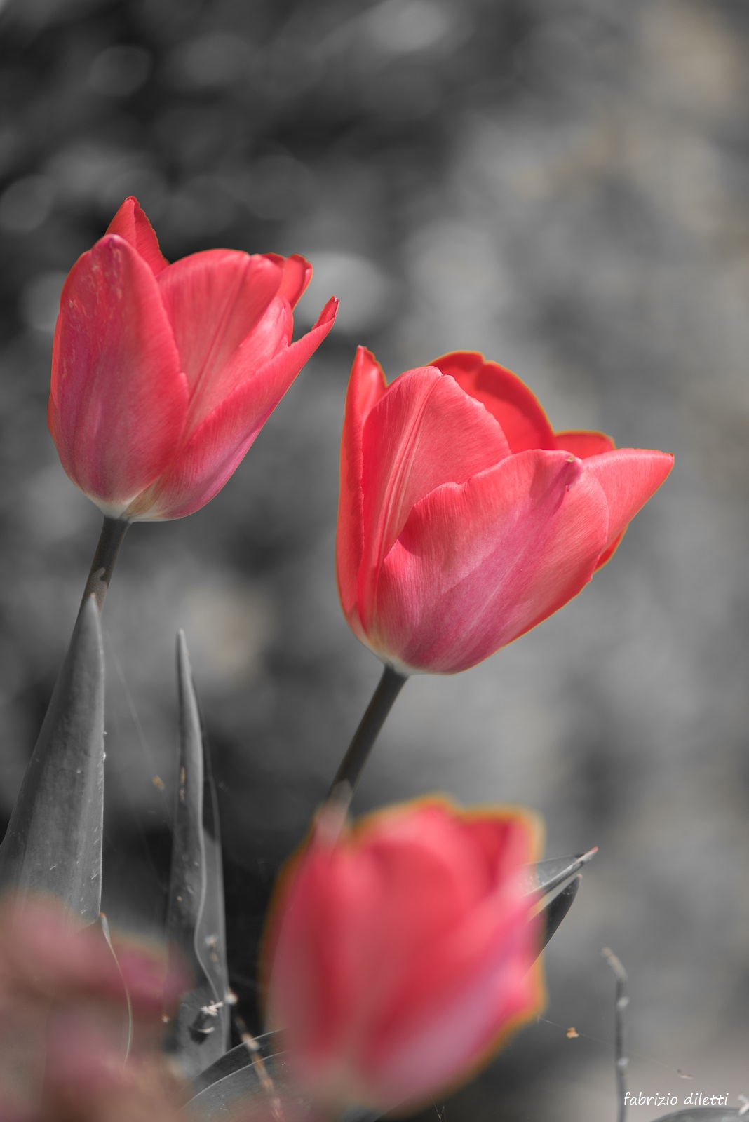 giocando con i colori della primavera