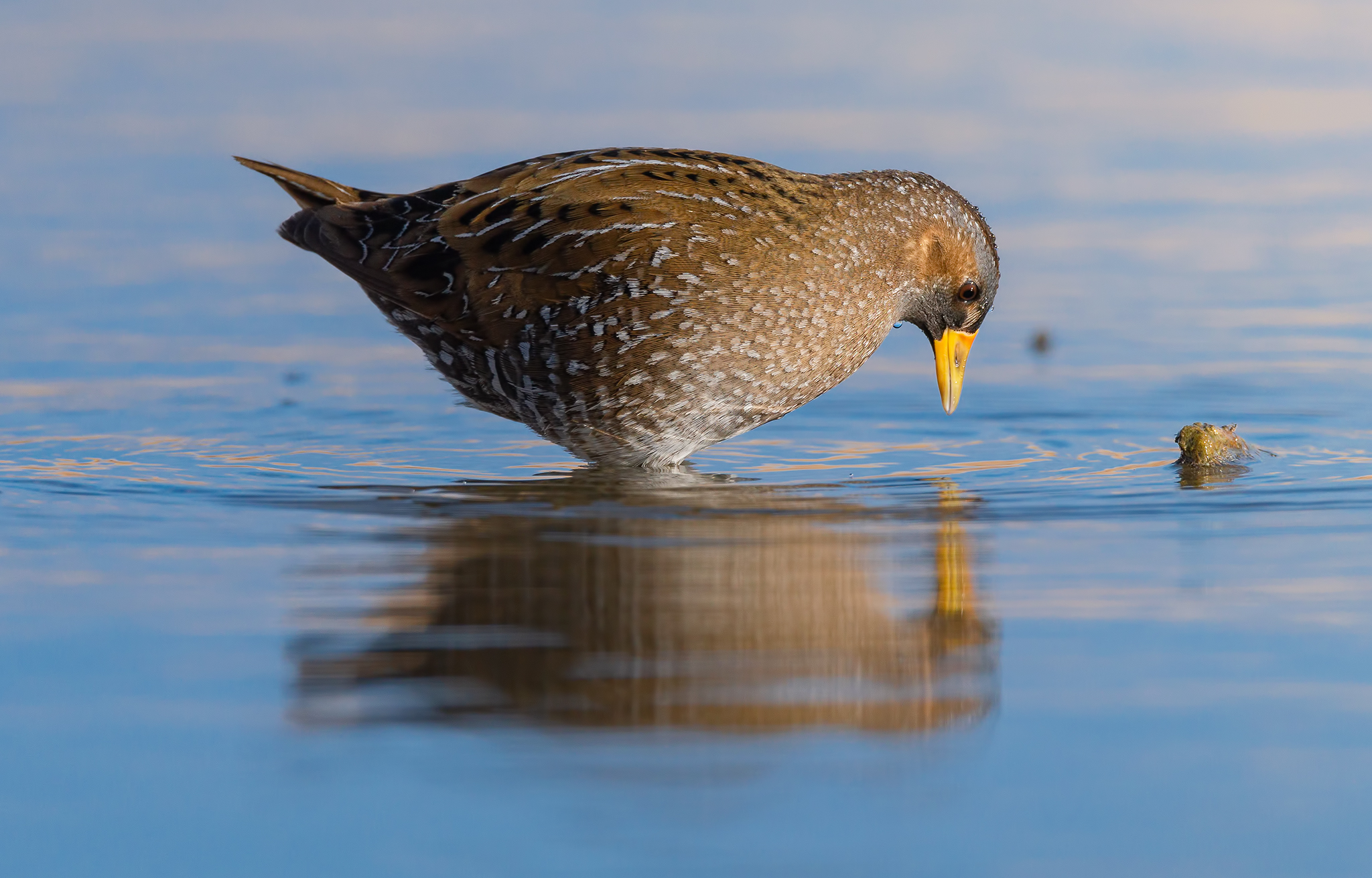 voltolino rifless(iv)o