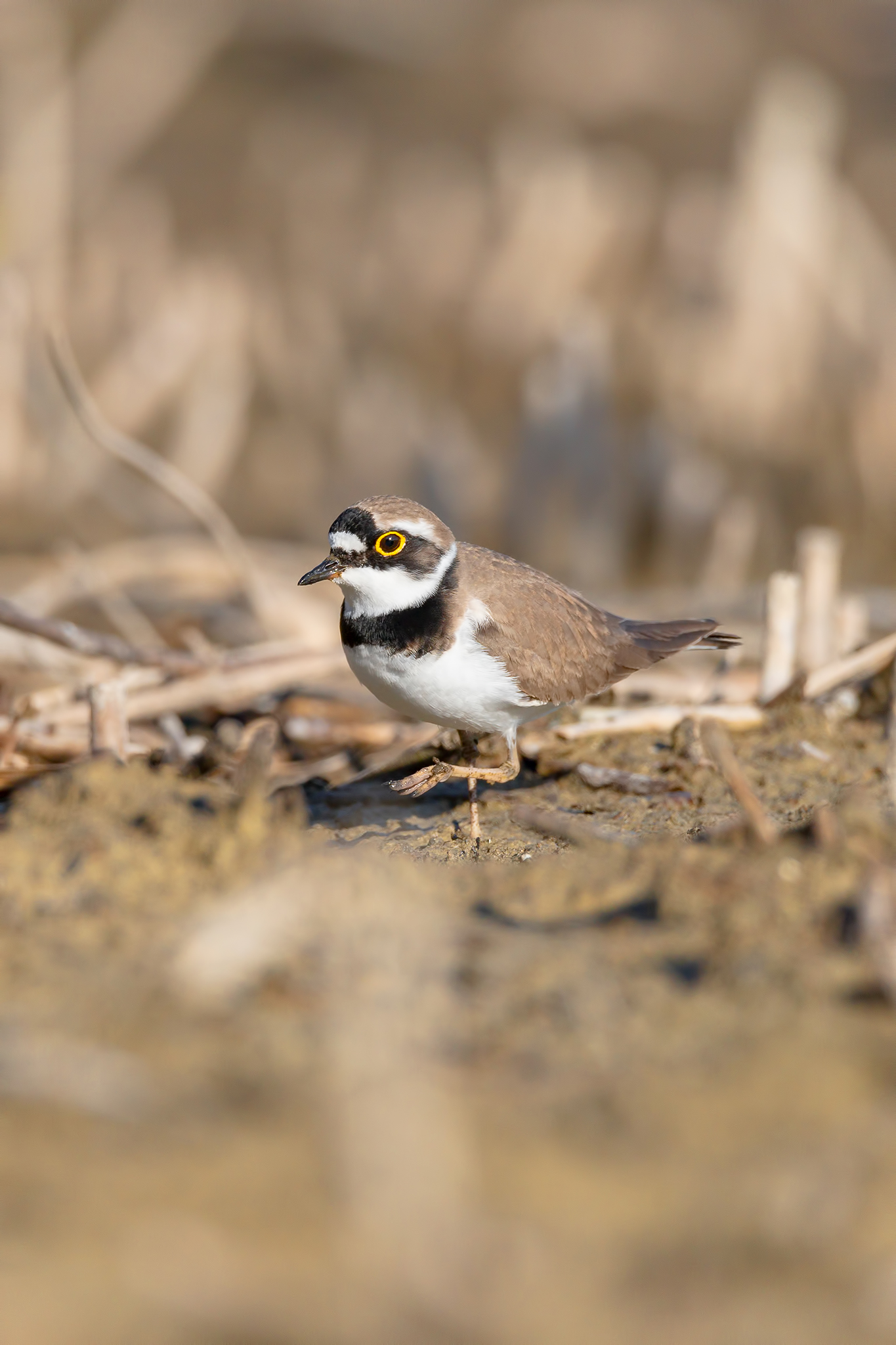 corriere piccolo al lavoro