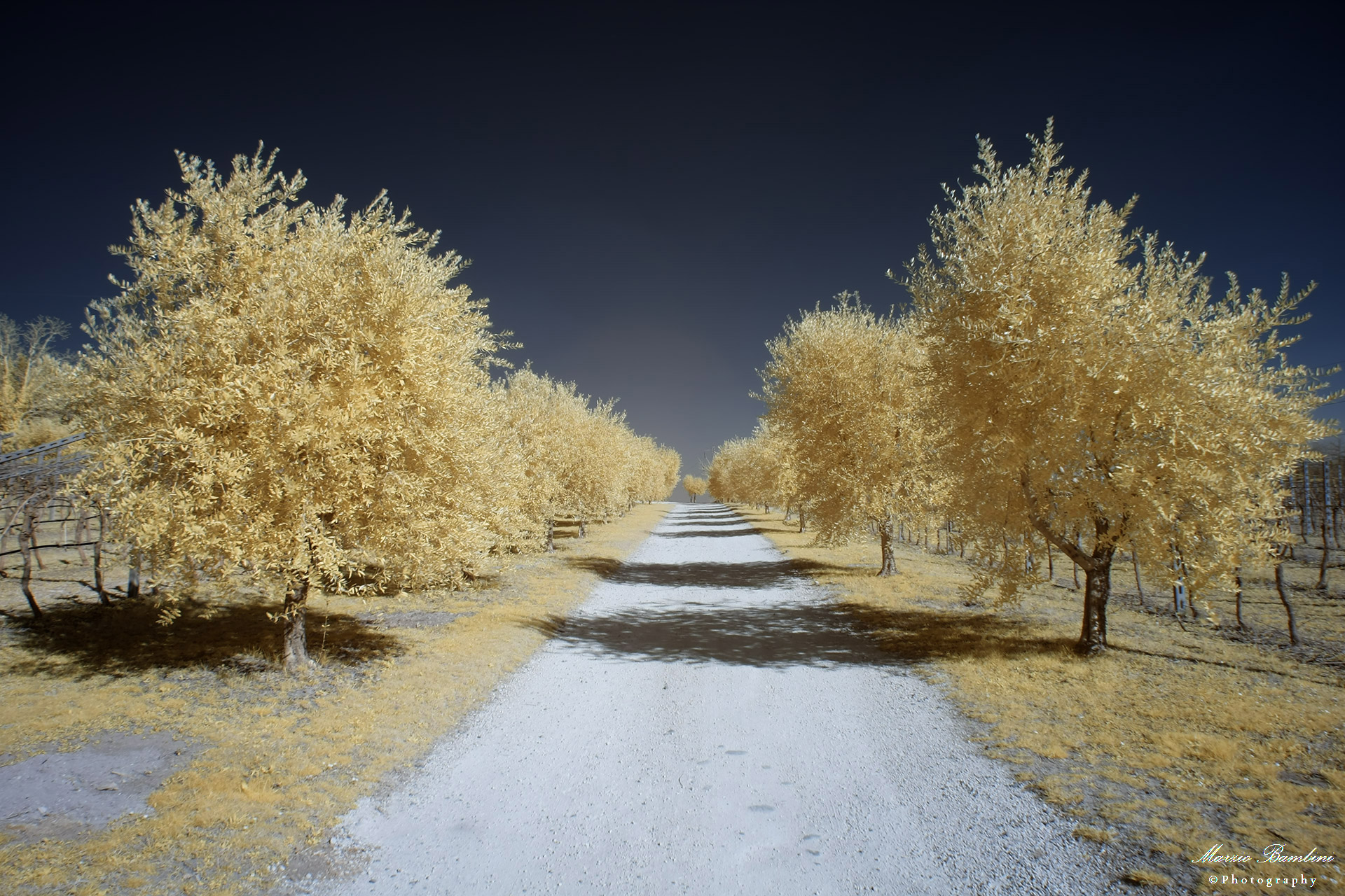 Sommacampagna, ulivi