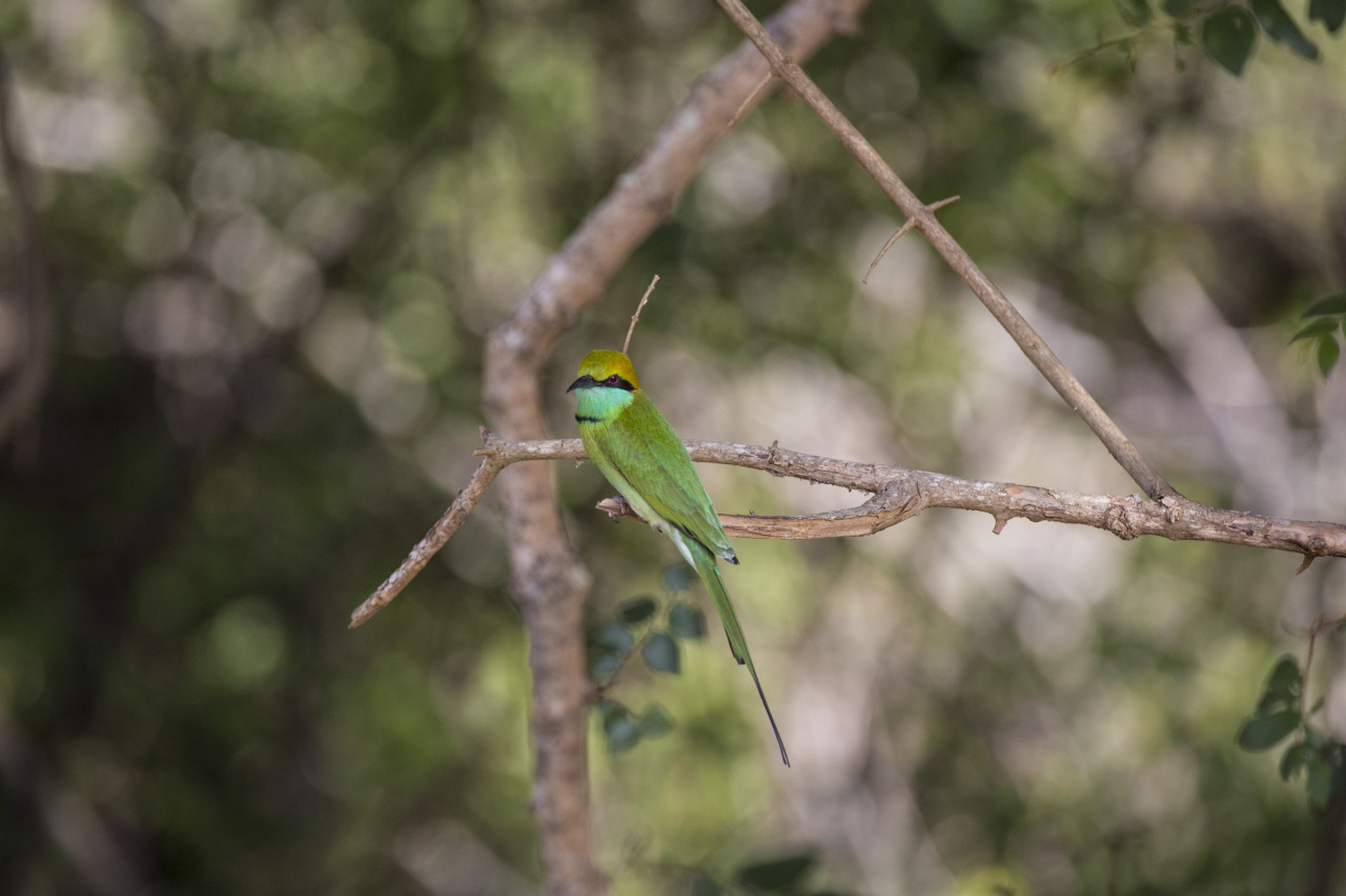 gruccione parco yala