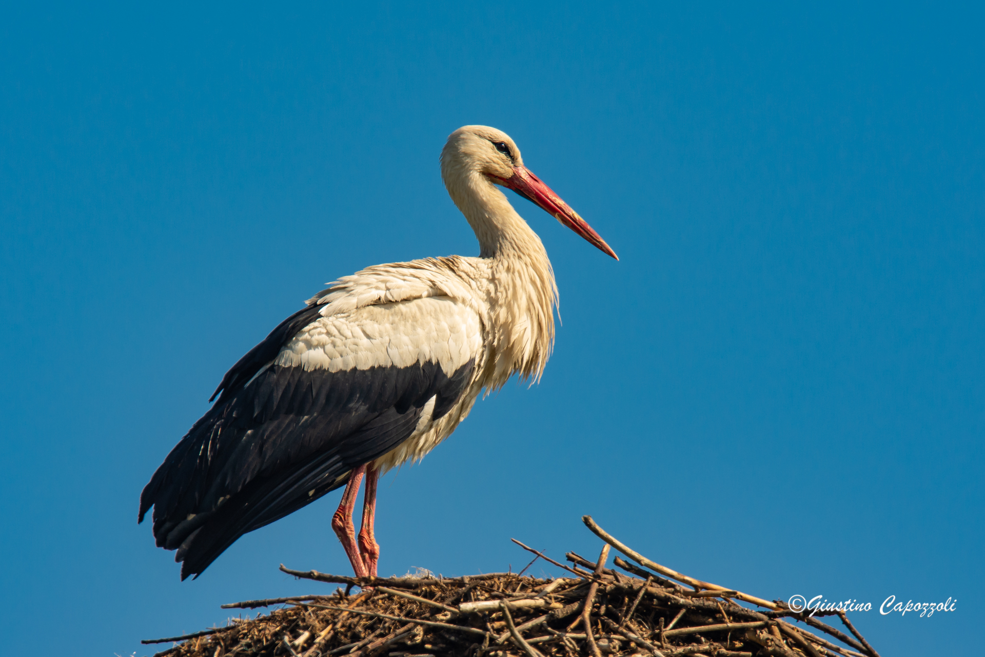 Waiting for the companion