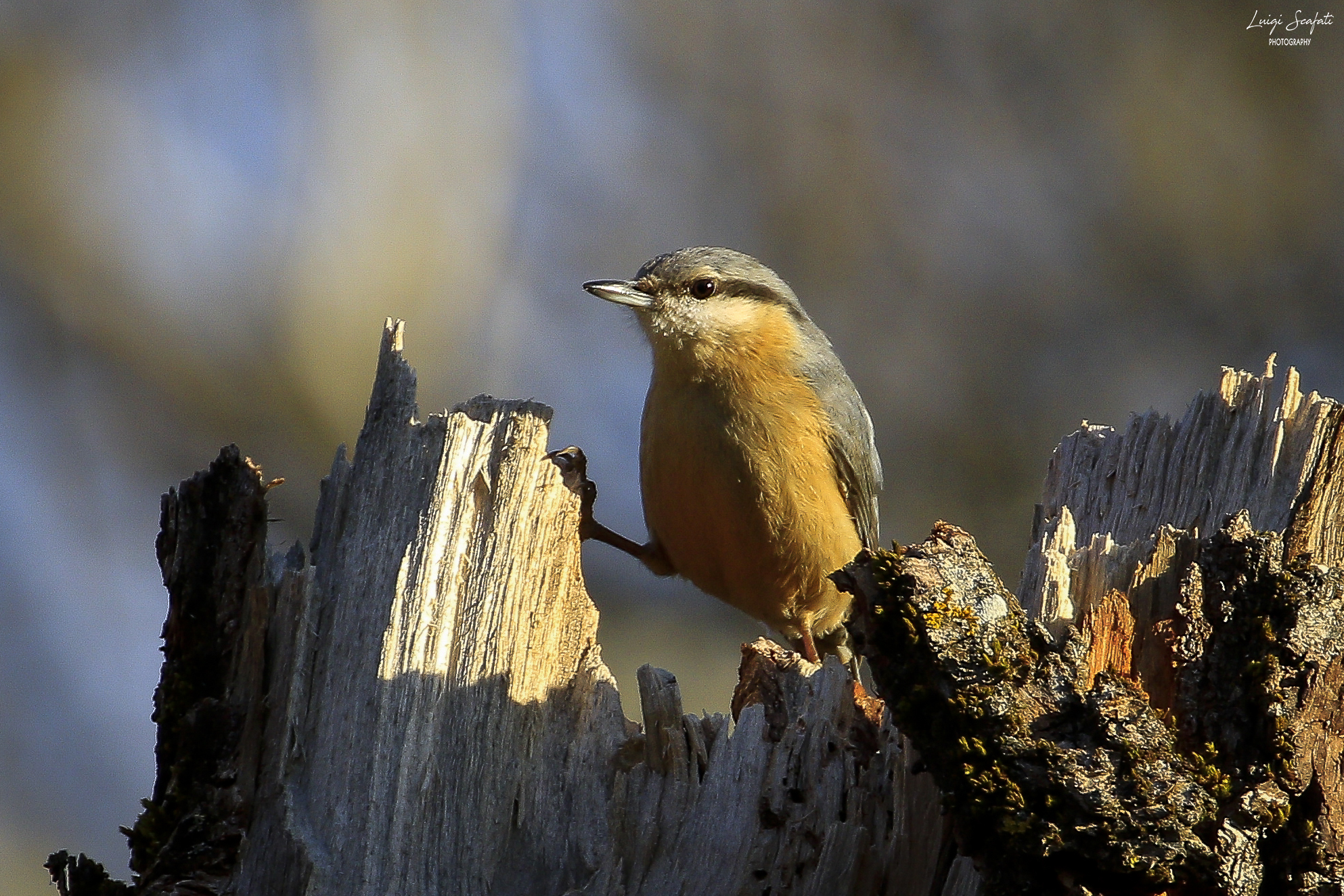 Picchio Muratore all'alba