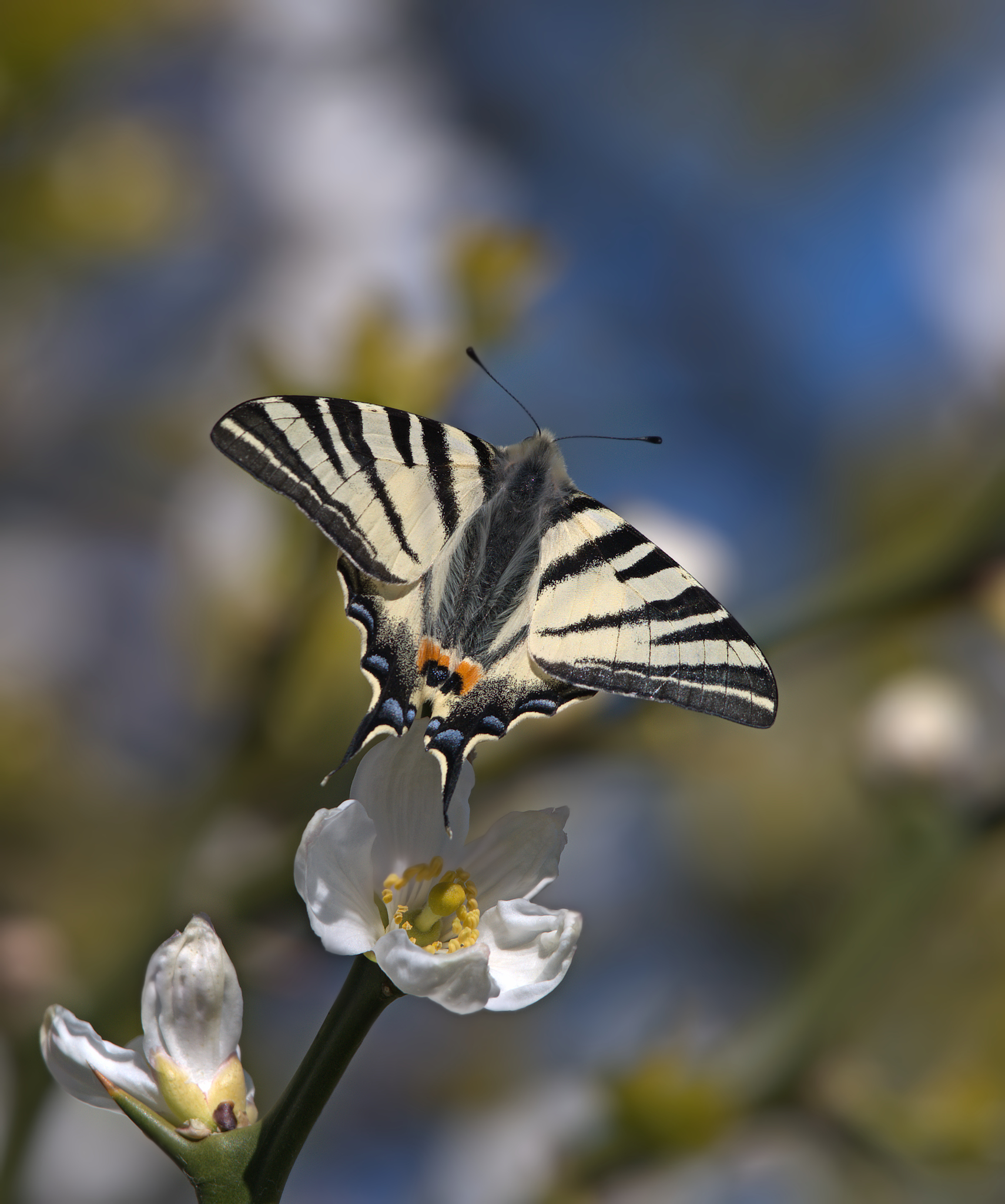 Scarce Swallowtail