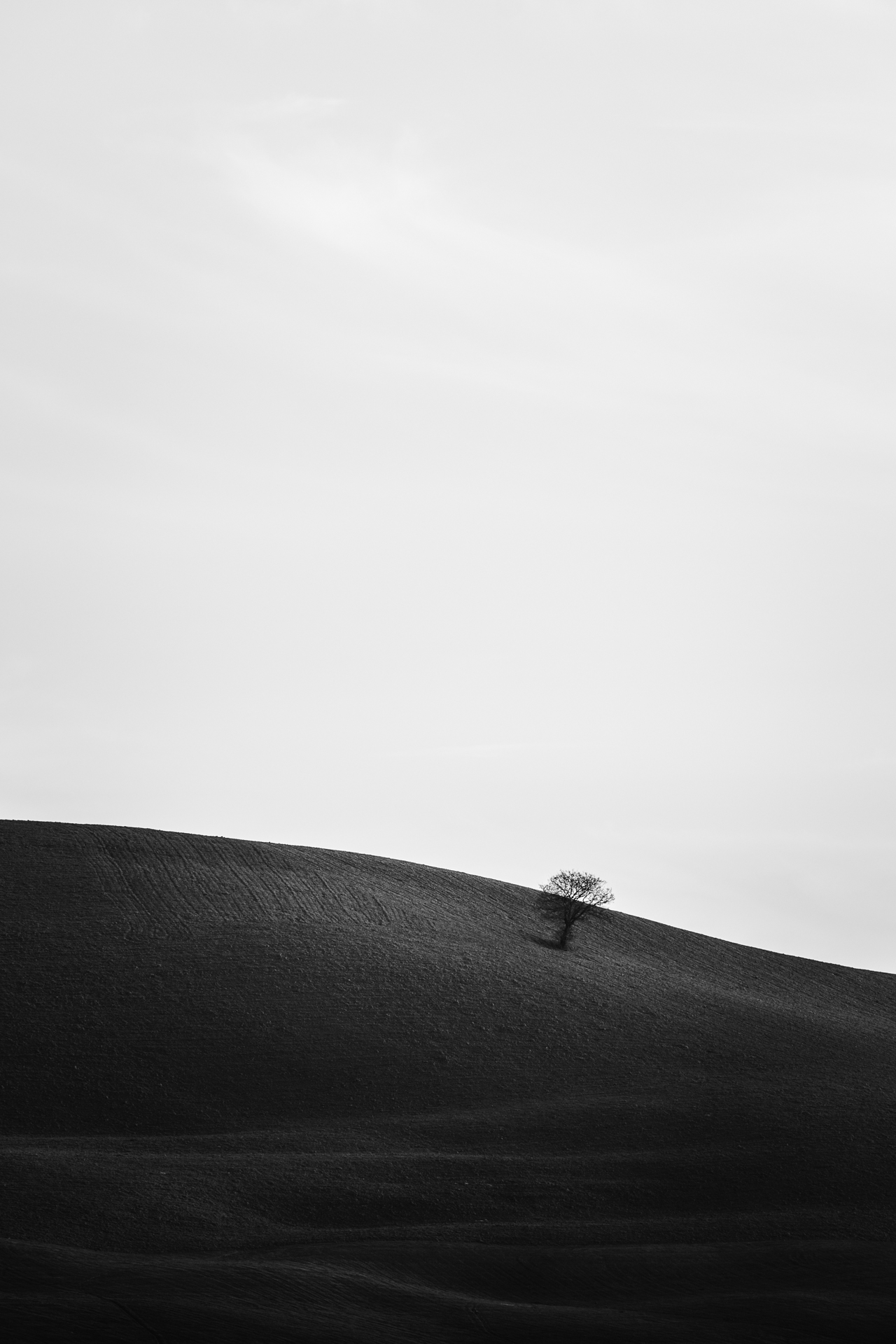 Lonely Tree B/W