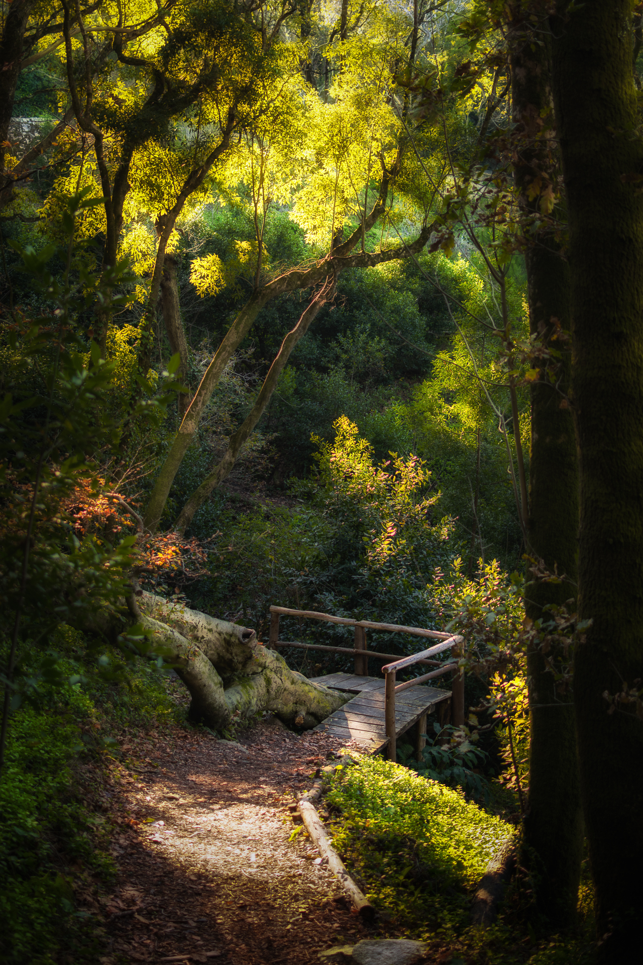 Enchanted Forest, Sintra (PT)