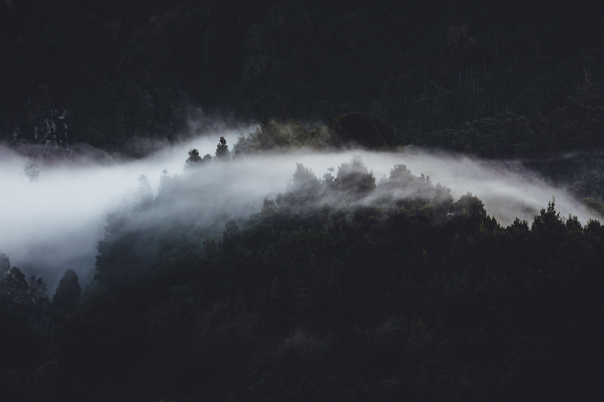 Steam of a geysers running through the trees
