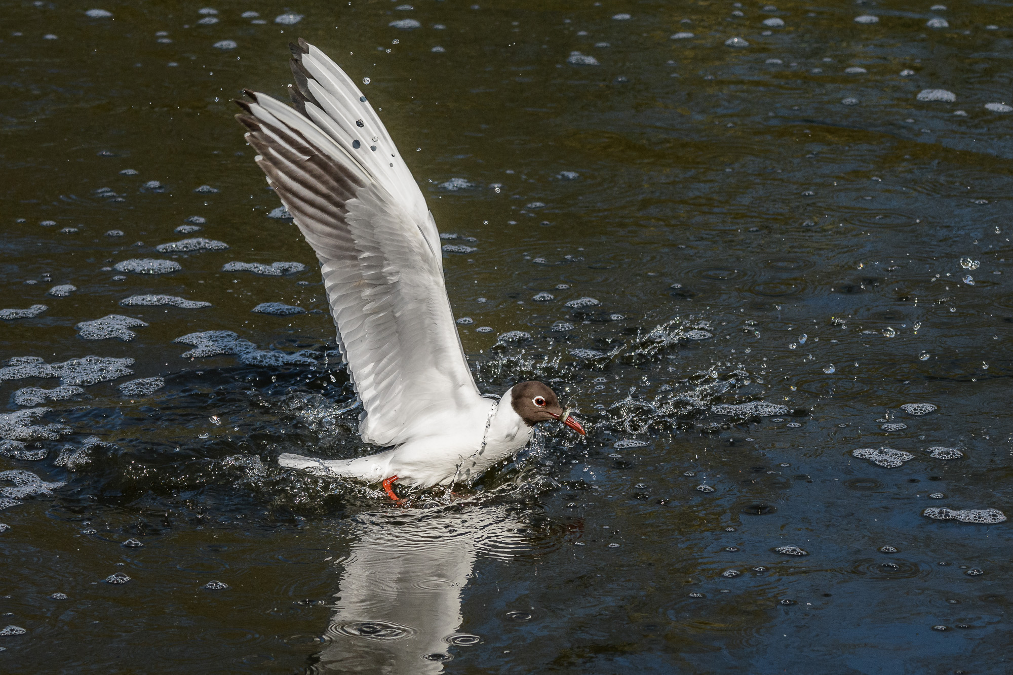 Catturato con la sua cattura!