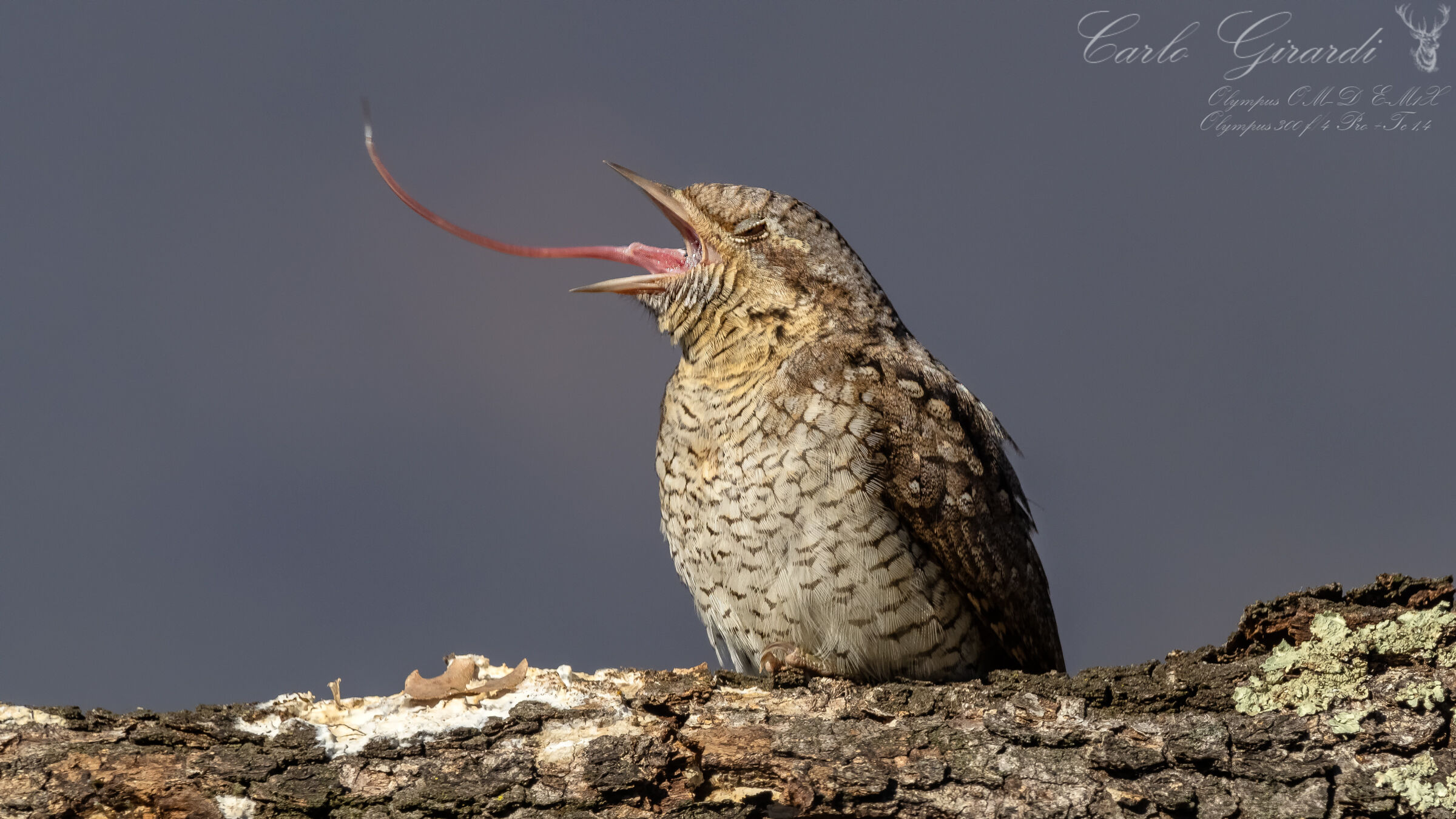 La lunga lingua del Torcicollo