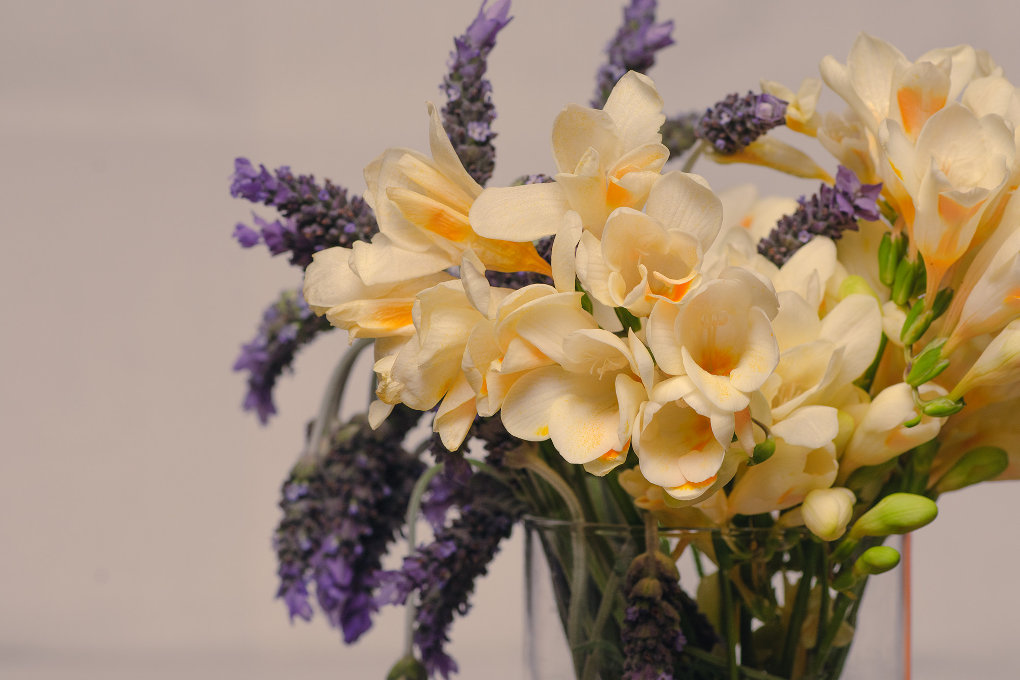 Freesias