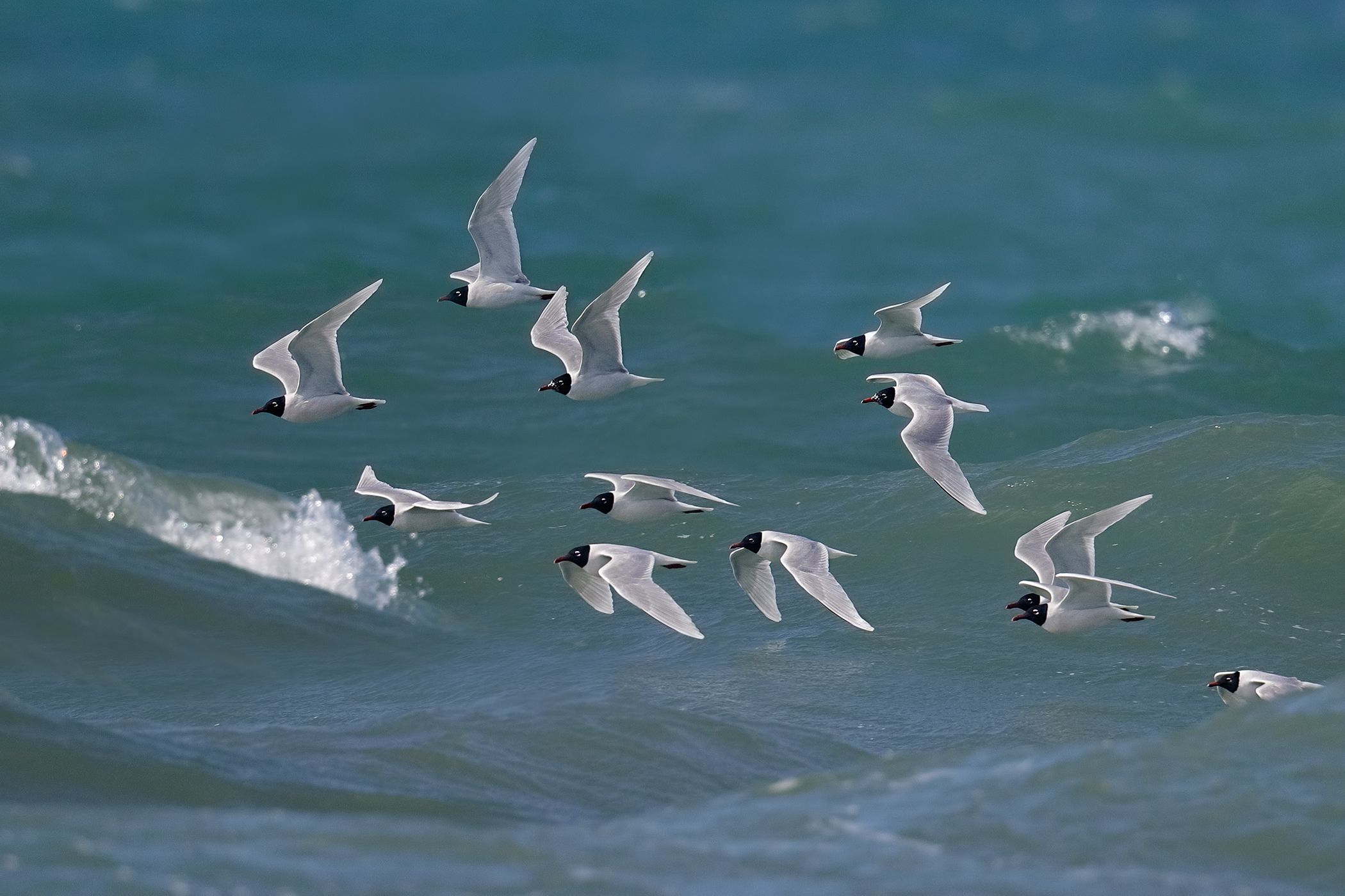 I gabbiani e il mare - Gabbiani corallini in migrazione
